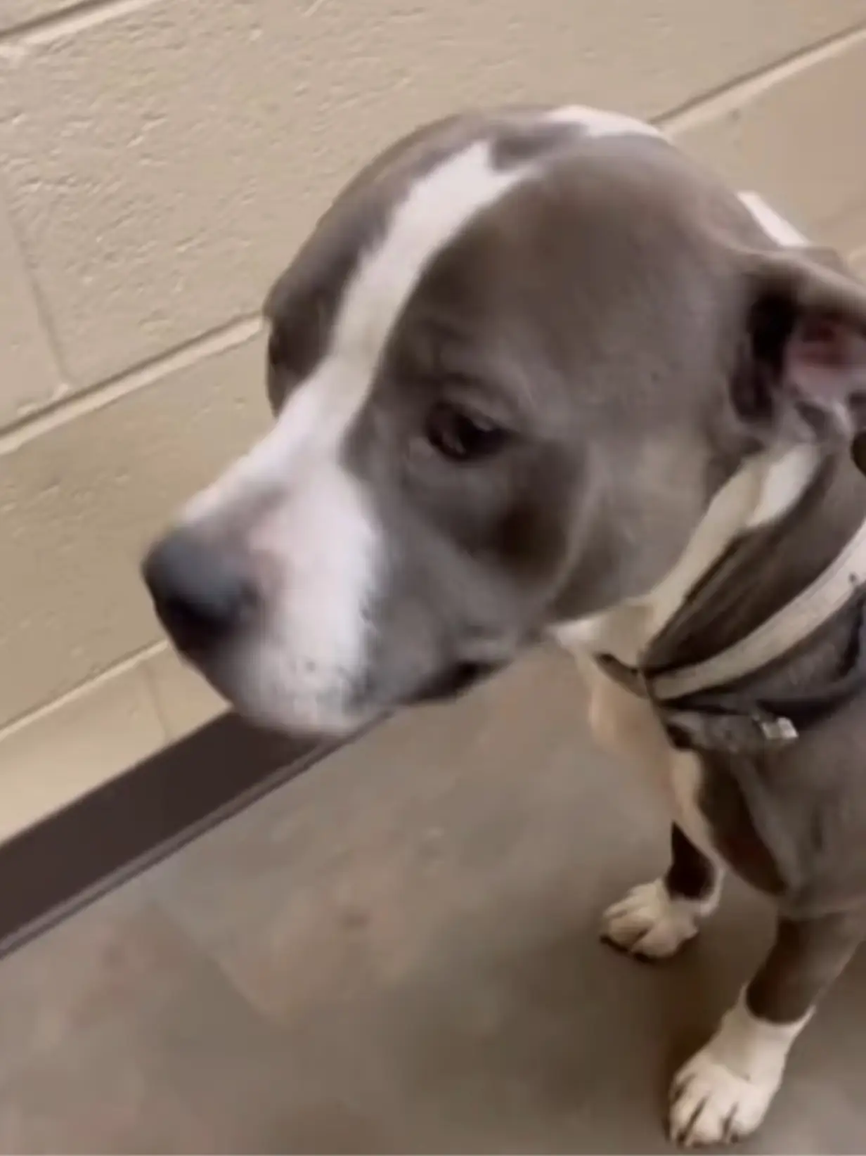 Barney was unfortunately put to sleep at the beginning of 2026 (Clayton County Animal Control)