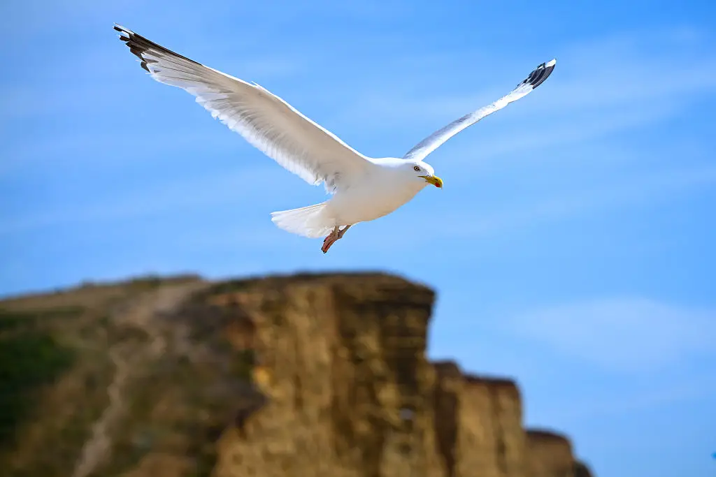 Seagulls are protected under law (Finnbarr Webster/Getty Images)