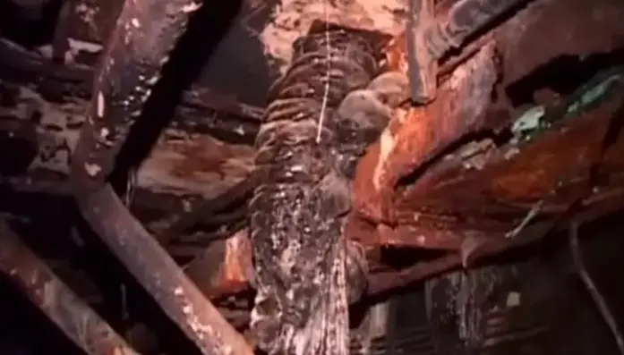 Elephant's Foot (Alexander Kupny)