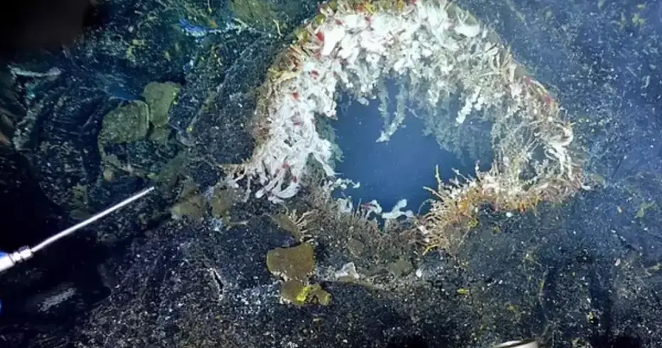 Axial Seamount could erupt anytime between now and next year, judging by increasing activity (Schmidt Ocean Institute)