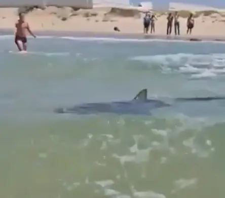 A friend of the man has since revealed that he was warned about entering the water (X)