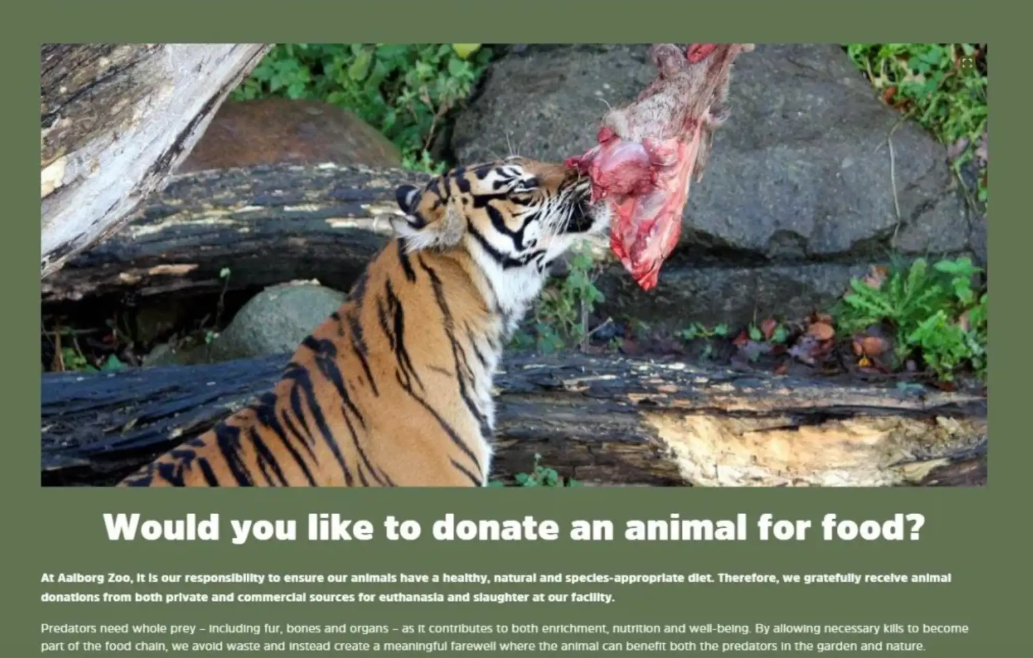 Sohl wasn't the only one who responded to the zoo's call (Aalborg Zoo)