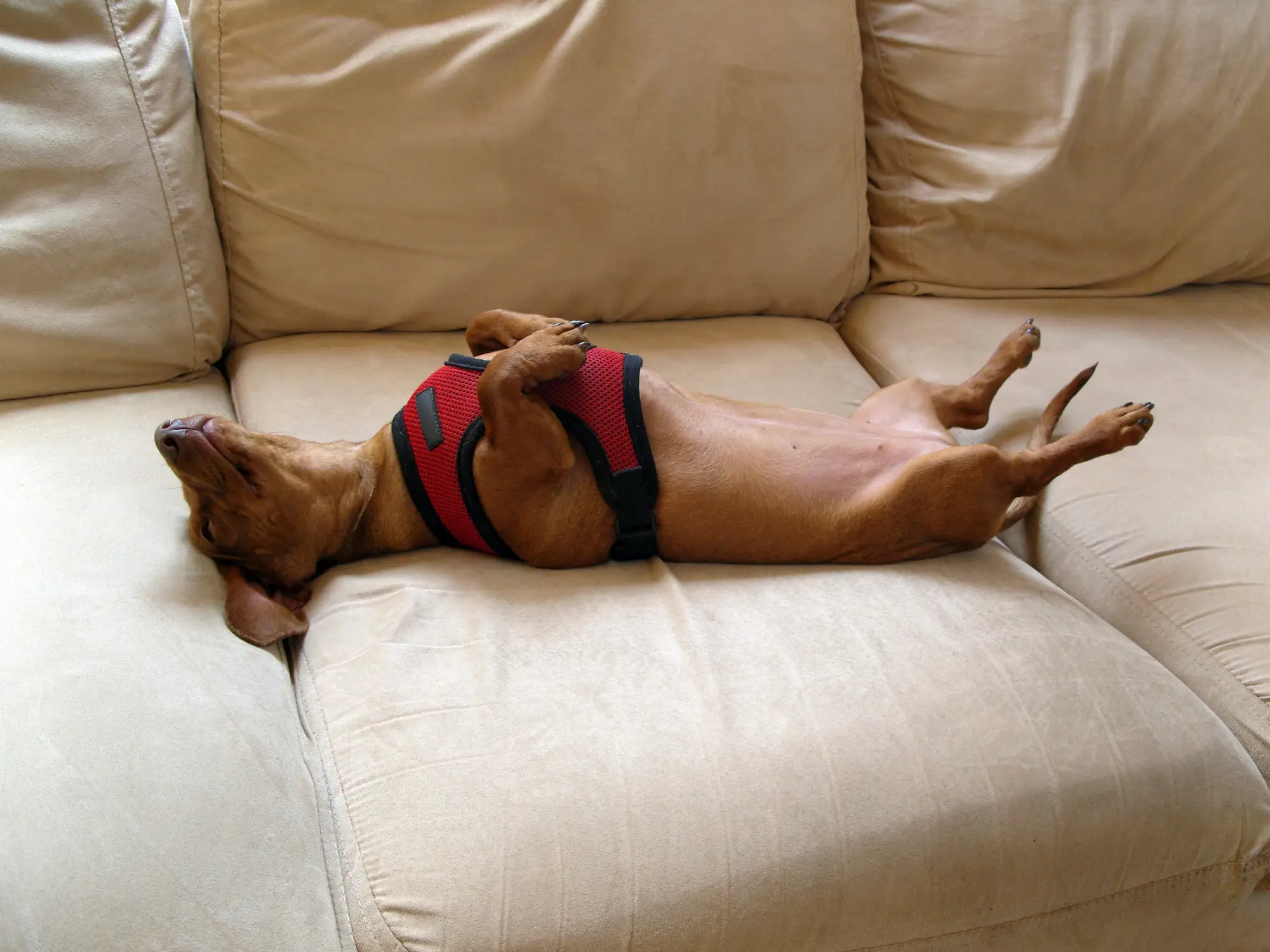 Sleeping like this isn't good for us, but dogs are probably fine (Getty Stock)