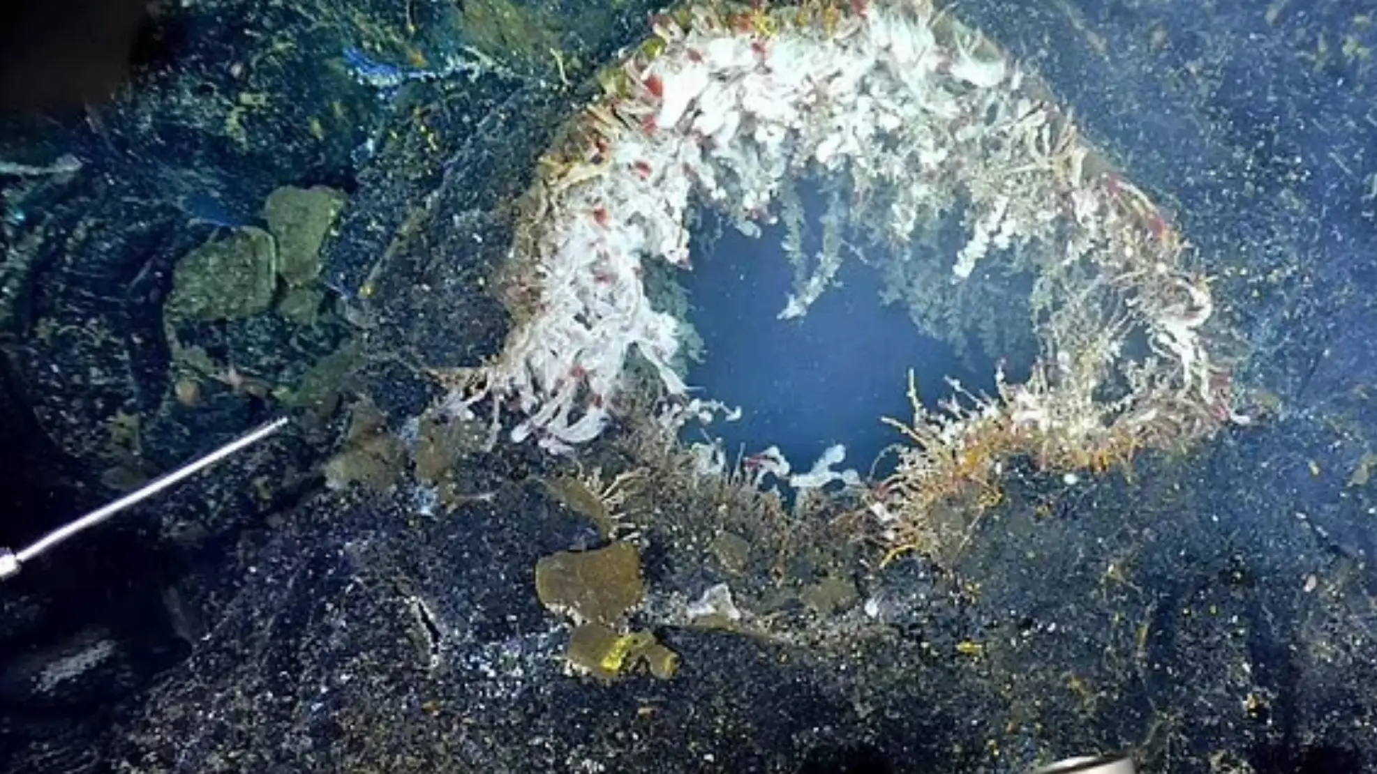 Schmidt Ocean Institute