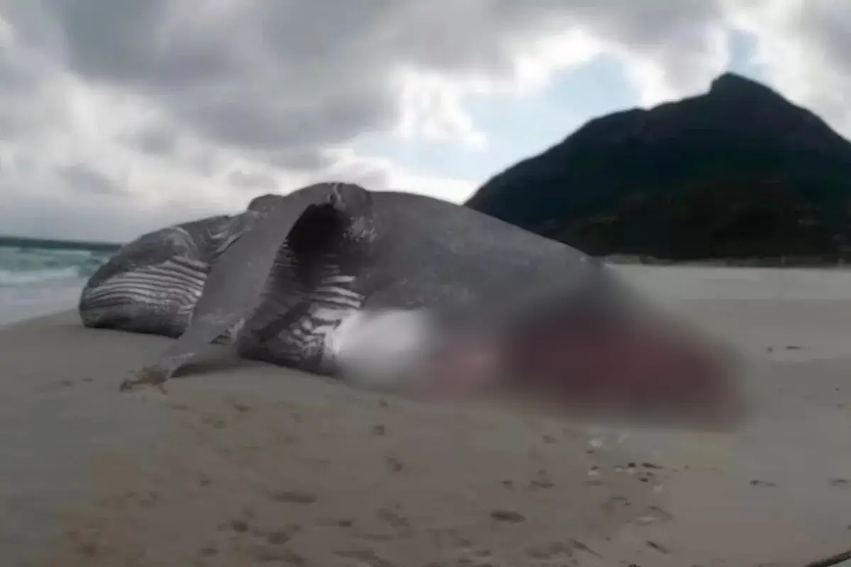 Graphic images of dead whales were used in the documentary (Discovery/YouTube)