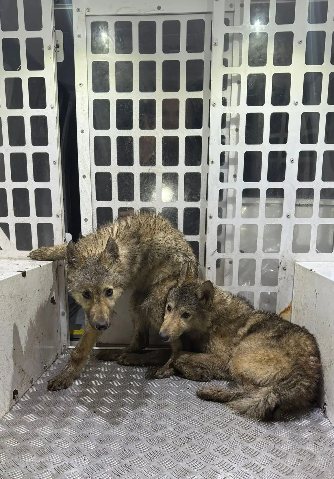 It is confirmed they are not thought to be wolves. (Preston Police)