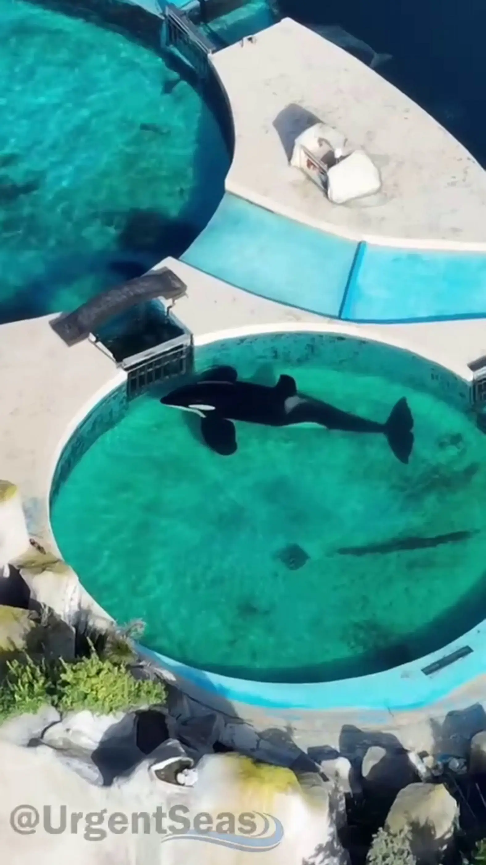 The 'world's loneliest orca' Kshamenk is kept at Mundo Marino in Argentina. (SWNS)