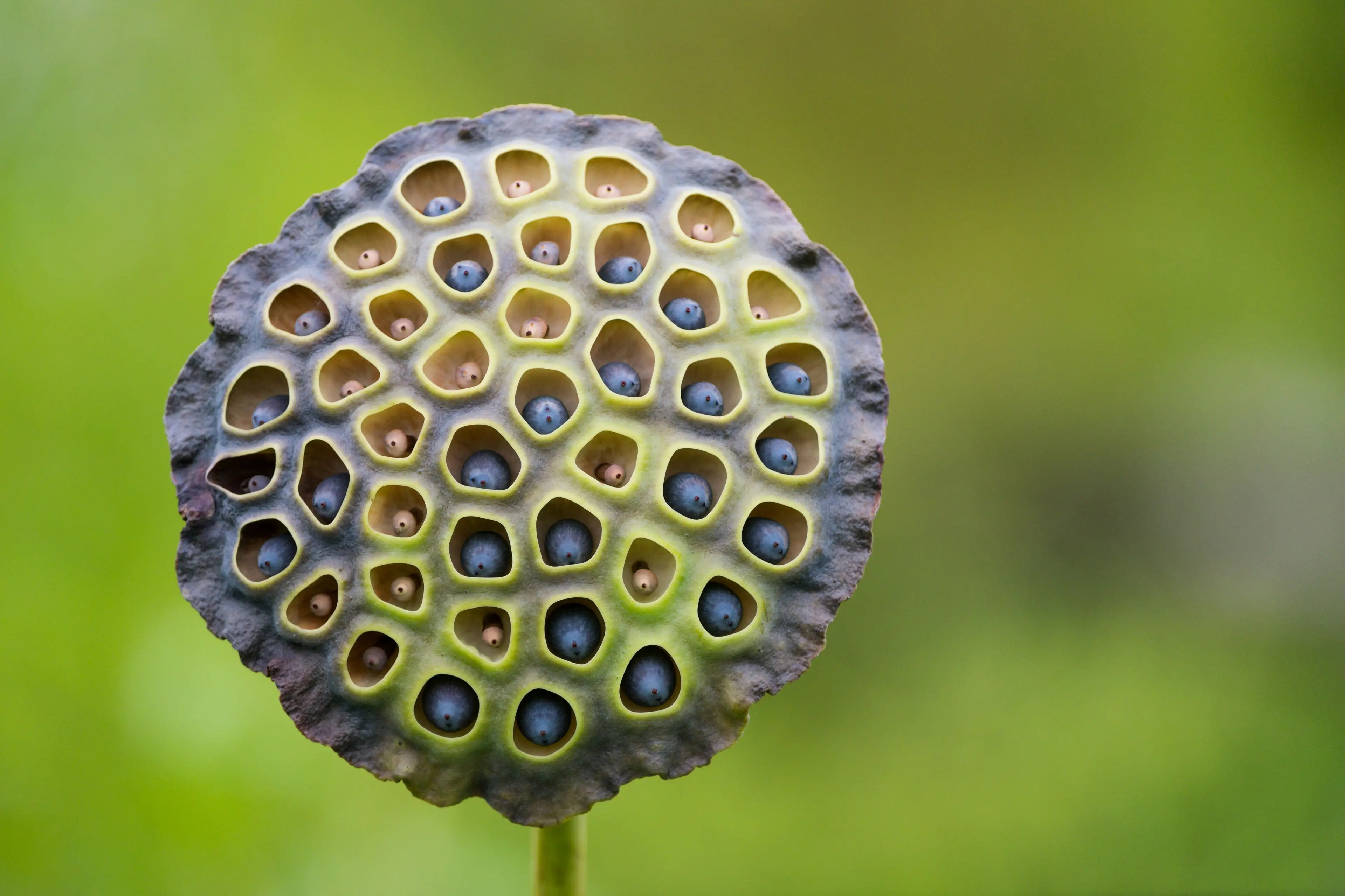 Image 2 for the Trypophobia test. (Getty Stock Photo)