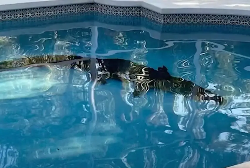 The nuisance alligator was euthanised.