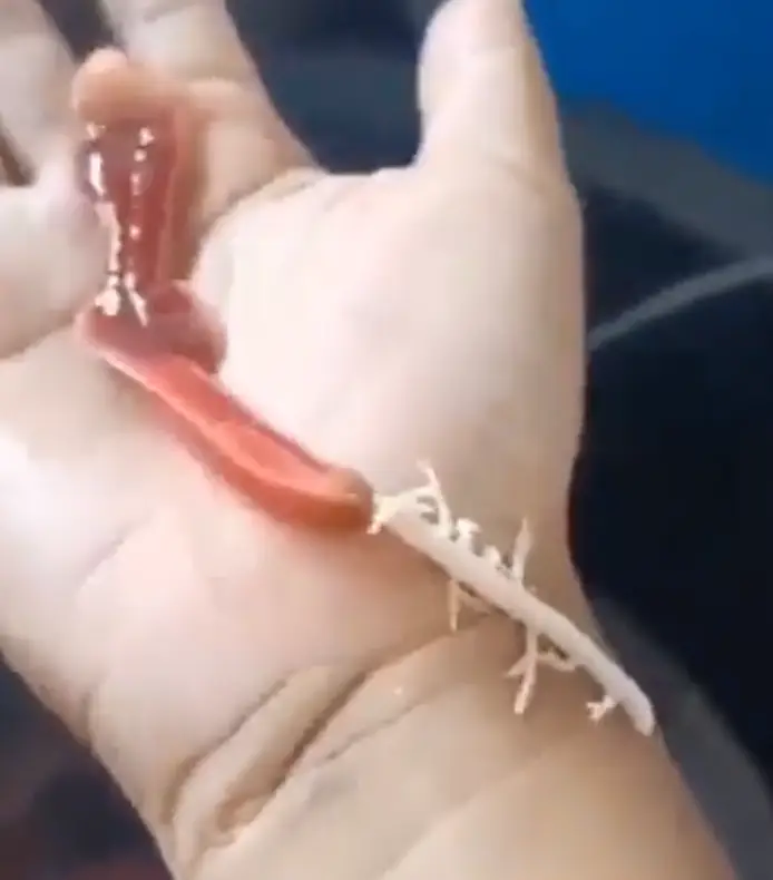 Fancy letting this sort of business go down on your own arm.