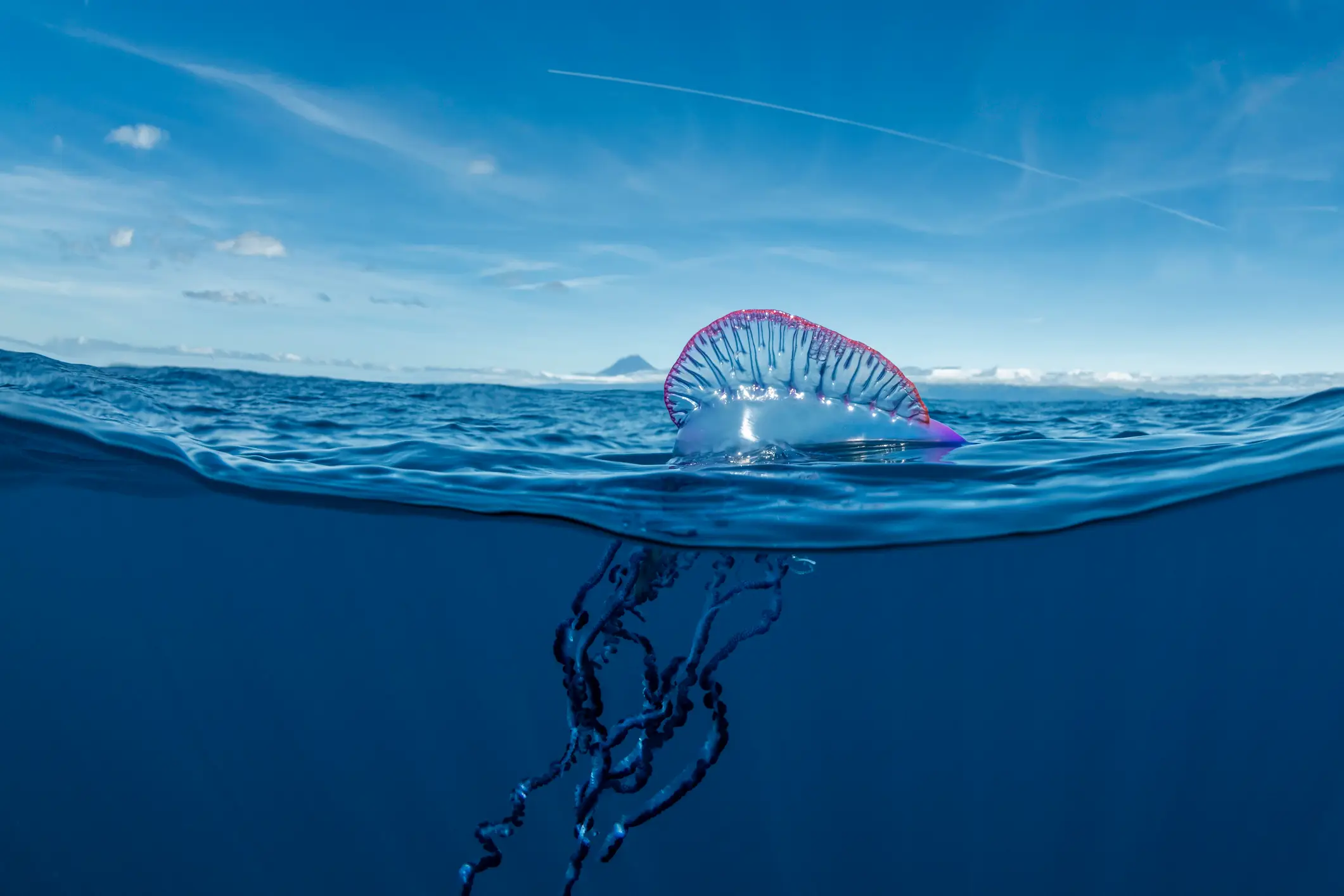 The Portuguese Man of War is one of the deadliest jellyfish out there (Getty Stock)