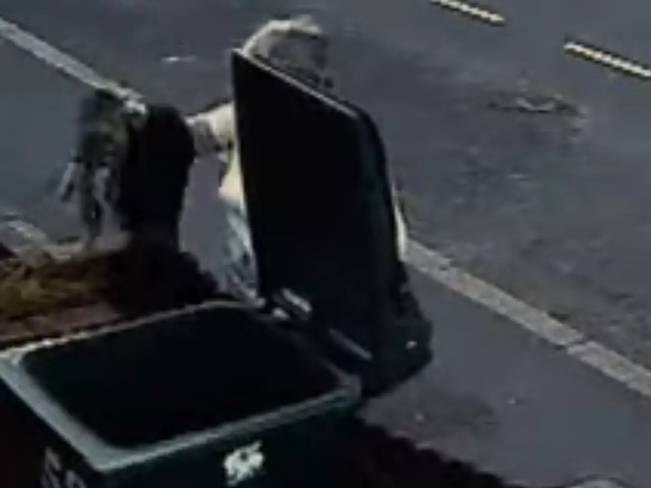 The cat was rescued from the bin hours later by her owner, and lived until 2021 (BBC)
