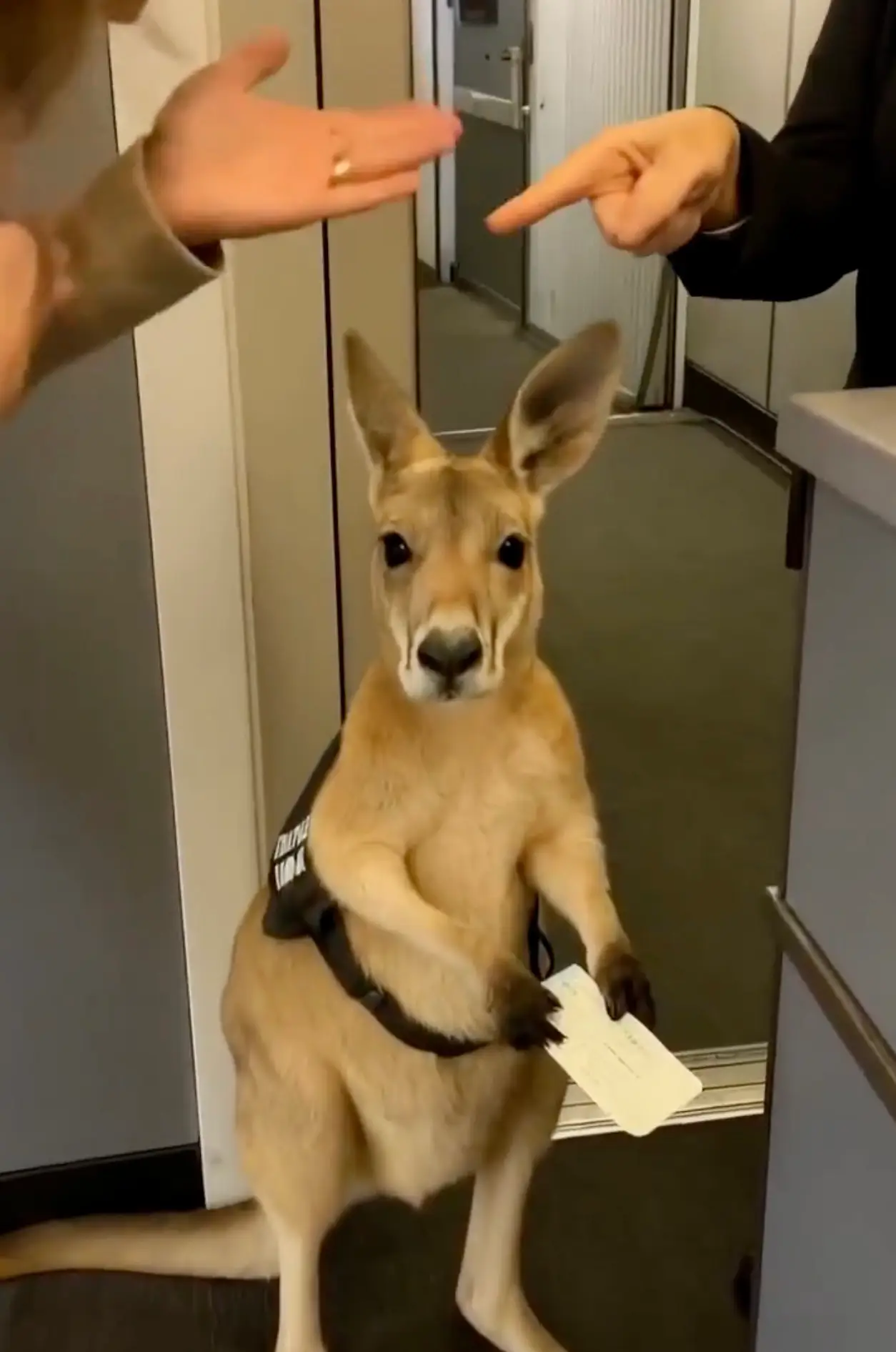 The footage of the kangaroo clutching his boarding pass has gone viral (Instagram/@infiniteunreality)