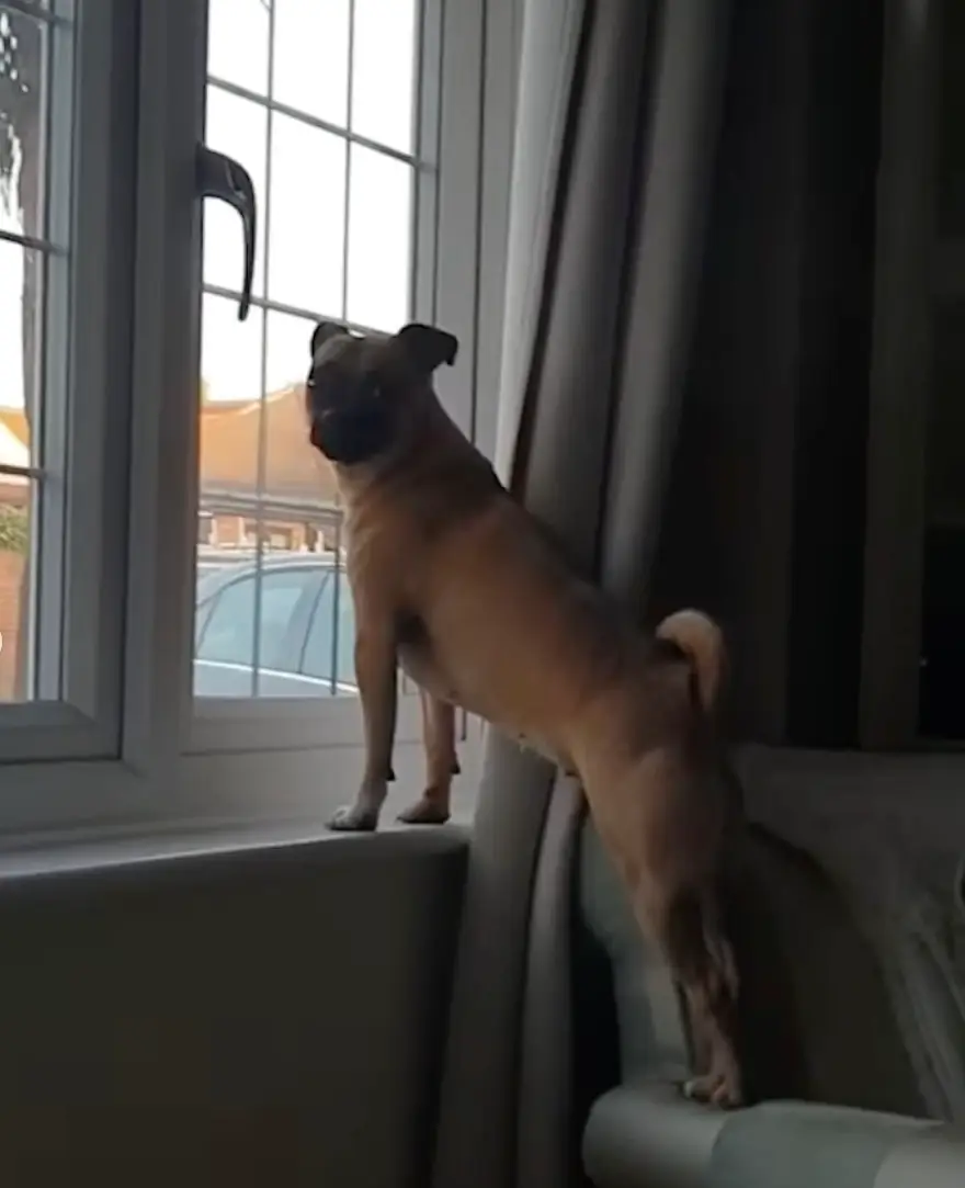 The man opted to let his dog decide which number to put money on.