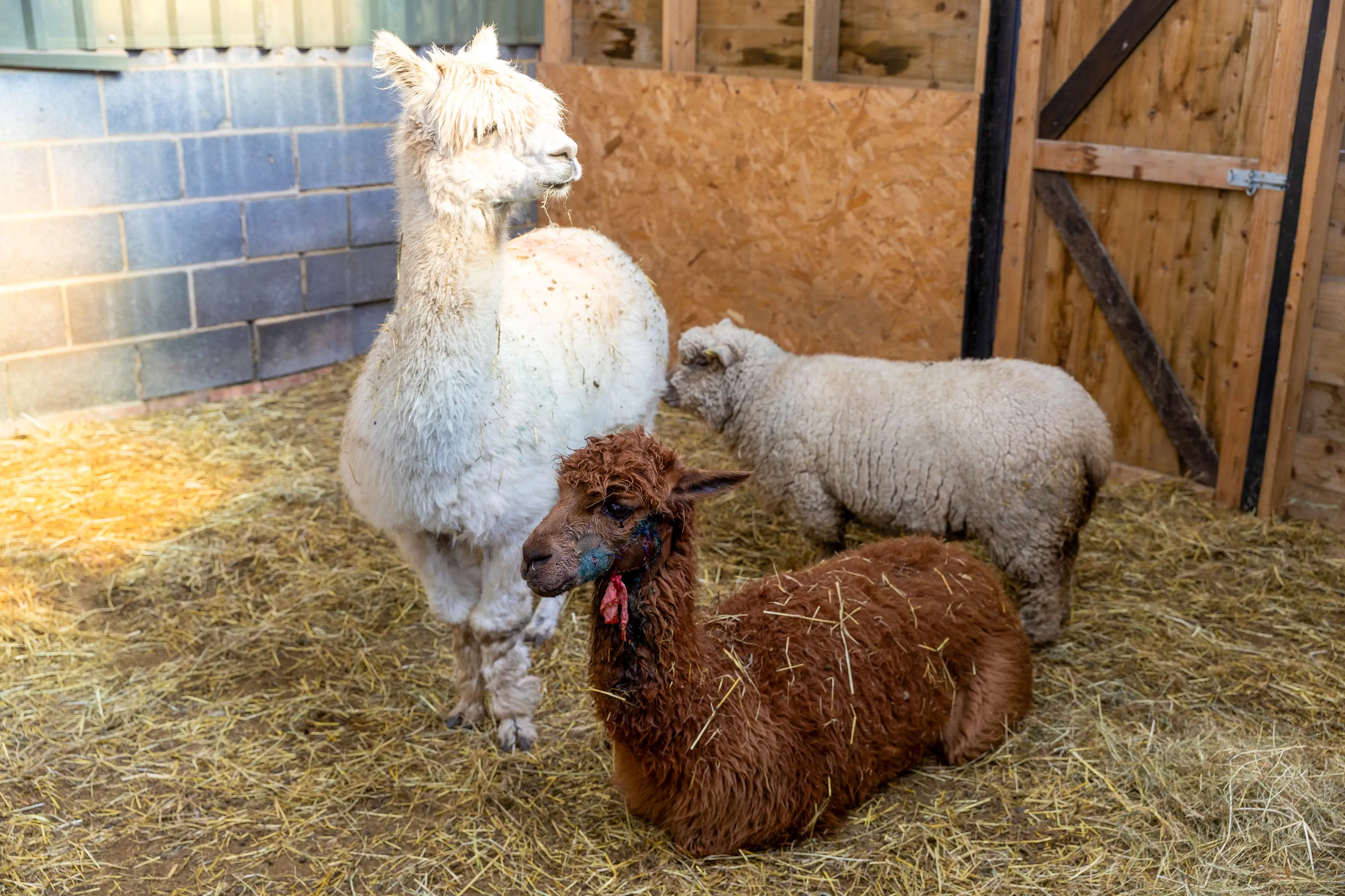 Dawn said the aftermath looked like a murder scene (BAV Media)