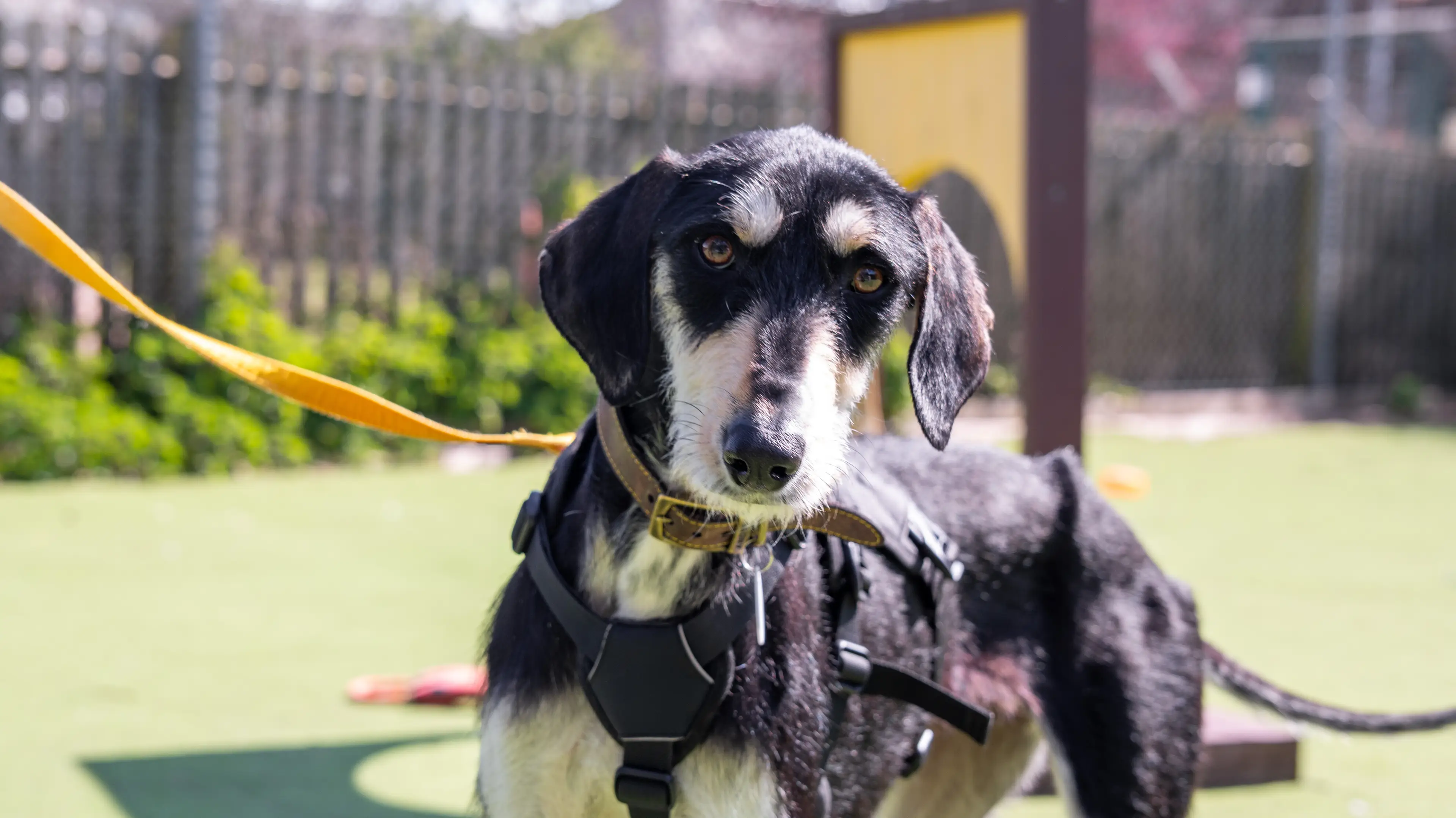 Mona can be a bit shy at first, but loves to make friends with humans and dogs. Could she be your friend? (Woodgreen Pets Charity)