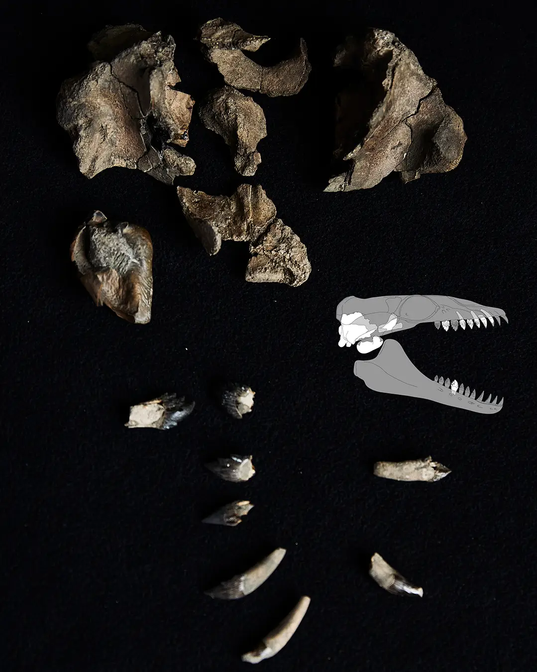 The bones give great insight as to how these whales changed as they grew (X/@Inxcetus)