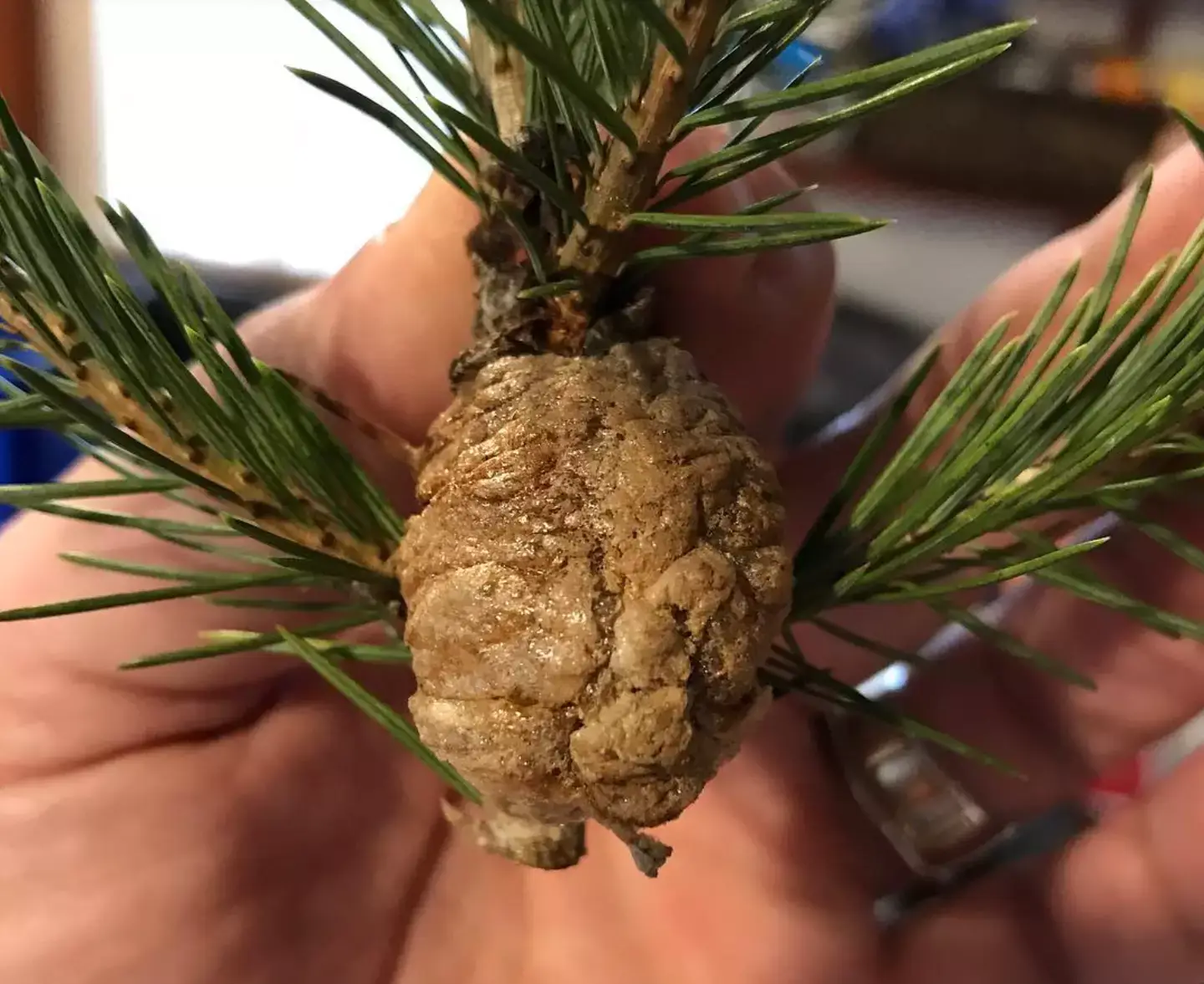 Christmas tree decorators need to look out for clumps (Facebook/daniel.reed)