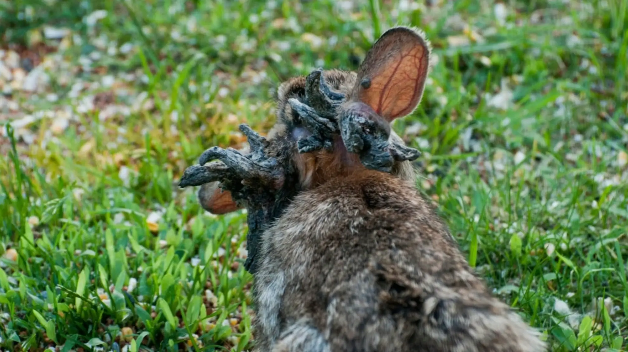 Rabbits can pass the virus to one another (Education Images/Universal Images Group via Getty Images)
