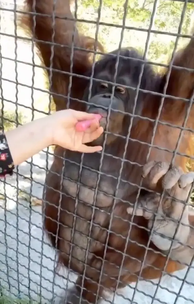 People have been left appalled by Luchkina's behaviour towards the zoo animal (X)