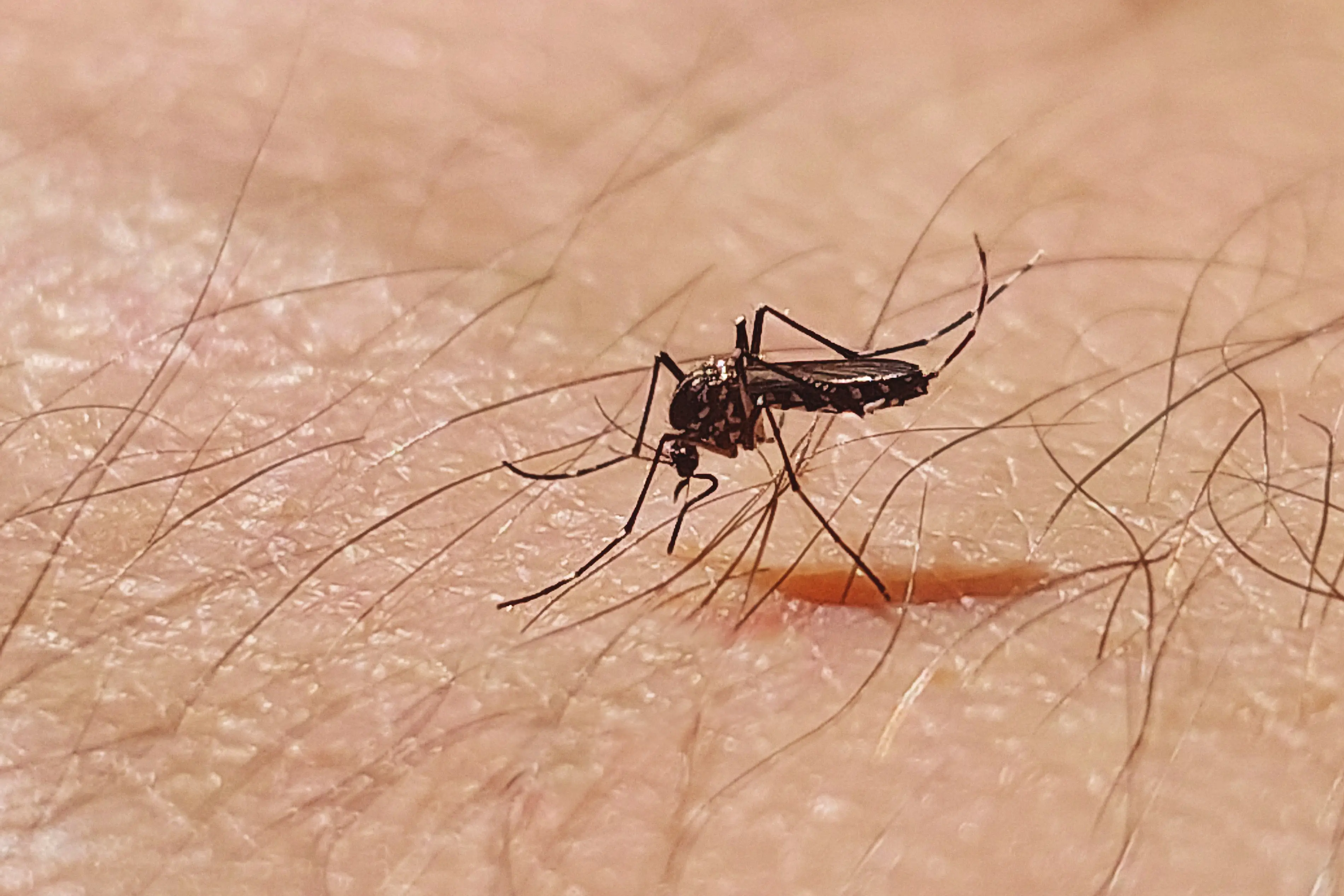 You can tell it's a mosquito because it has the proboscis, all the better to drink your blood with (Getty Stock Photo)