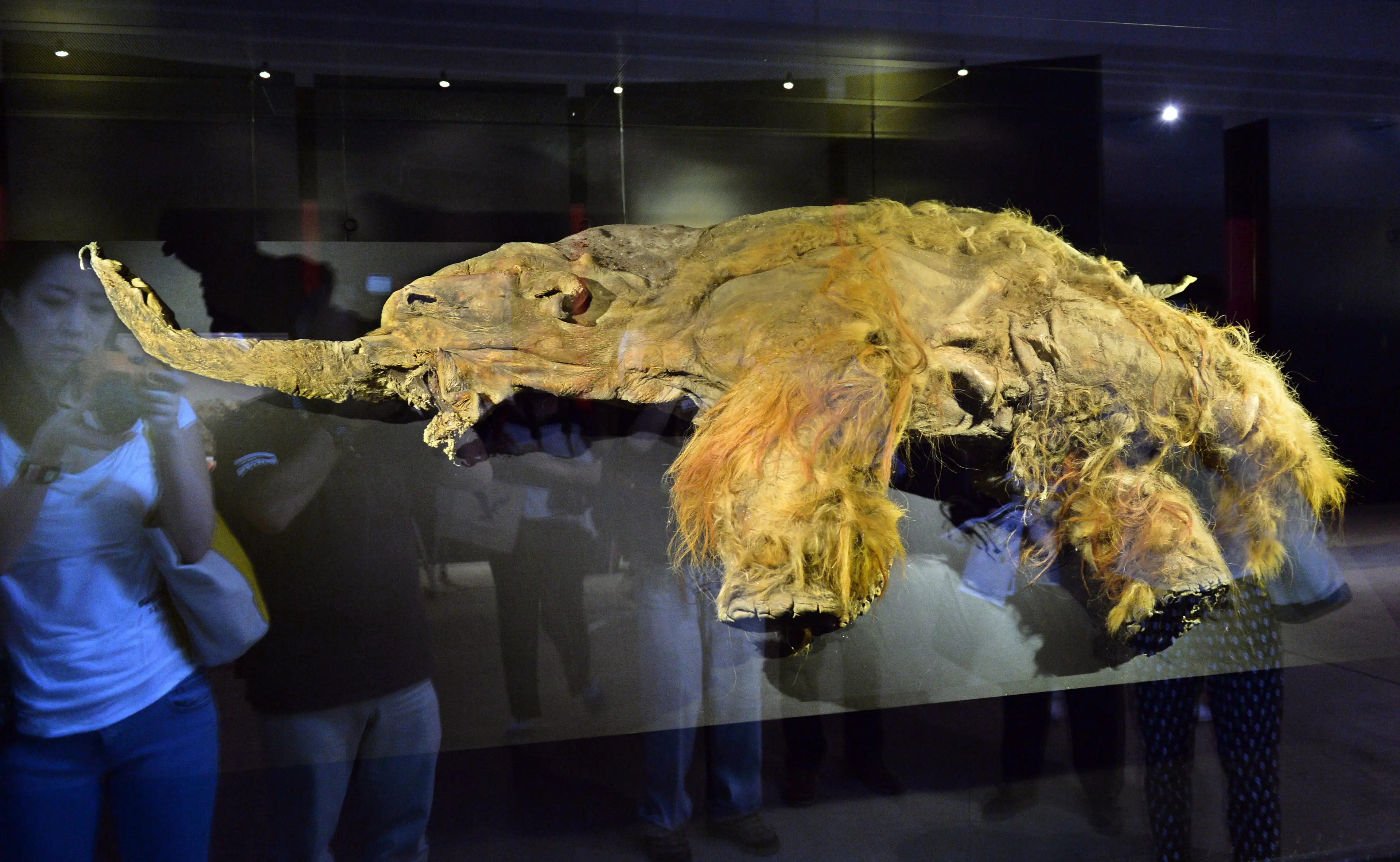 The frozen corpse of the woolly mammoth Yuka was among several studied to recover this new information (KAZUHIRO NOGI/AFP via Getty Images)