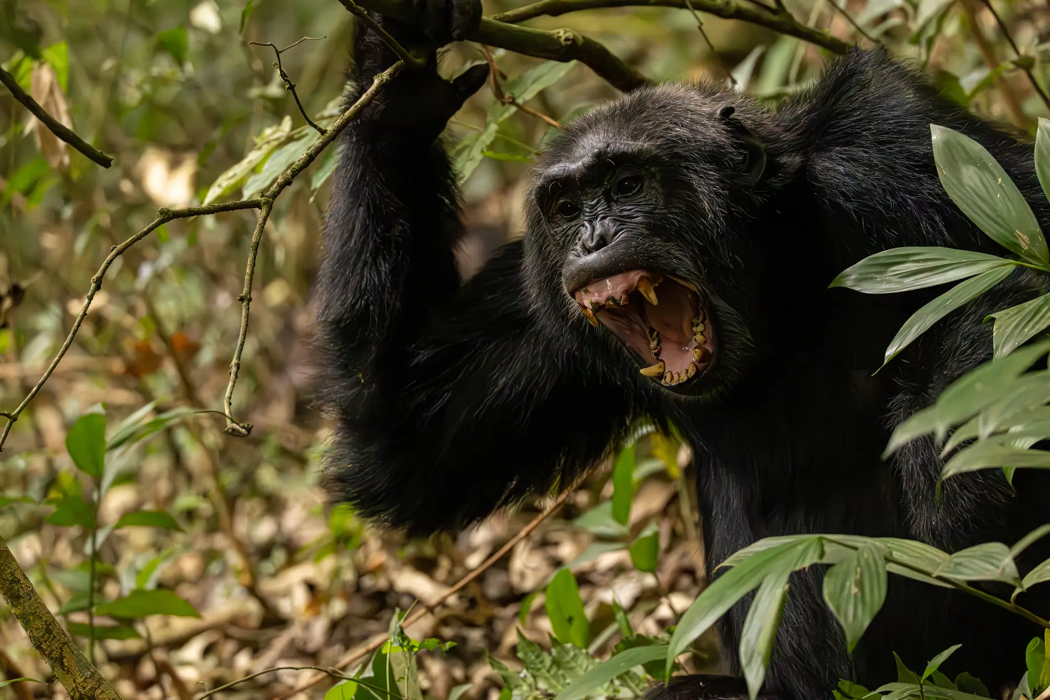 Chimpanzees are capable of extreme violence when threatened or provoked (Beata Whitehead/Getty)