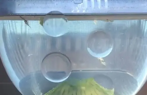 They seem to be stuck together, but what does that mean? (Instagram/@tn_bobby/@theoriginalseamonkeys)