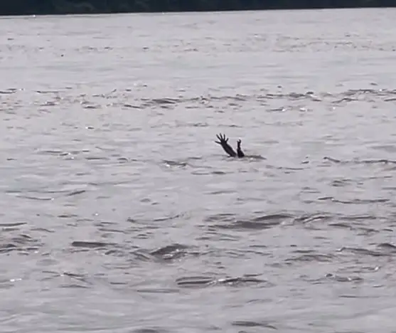 A crocodile was filmed 'pretending to drown' (Instagram/@lukman_arisma)