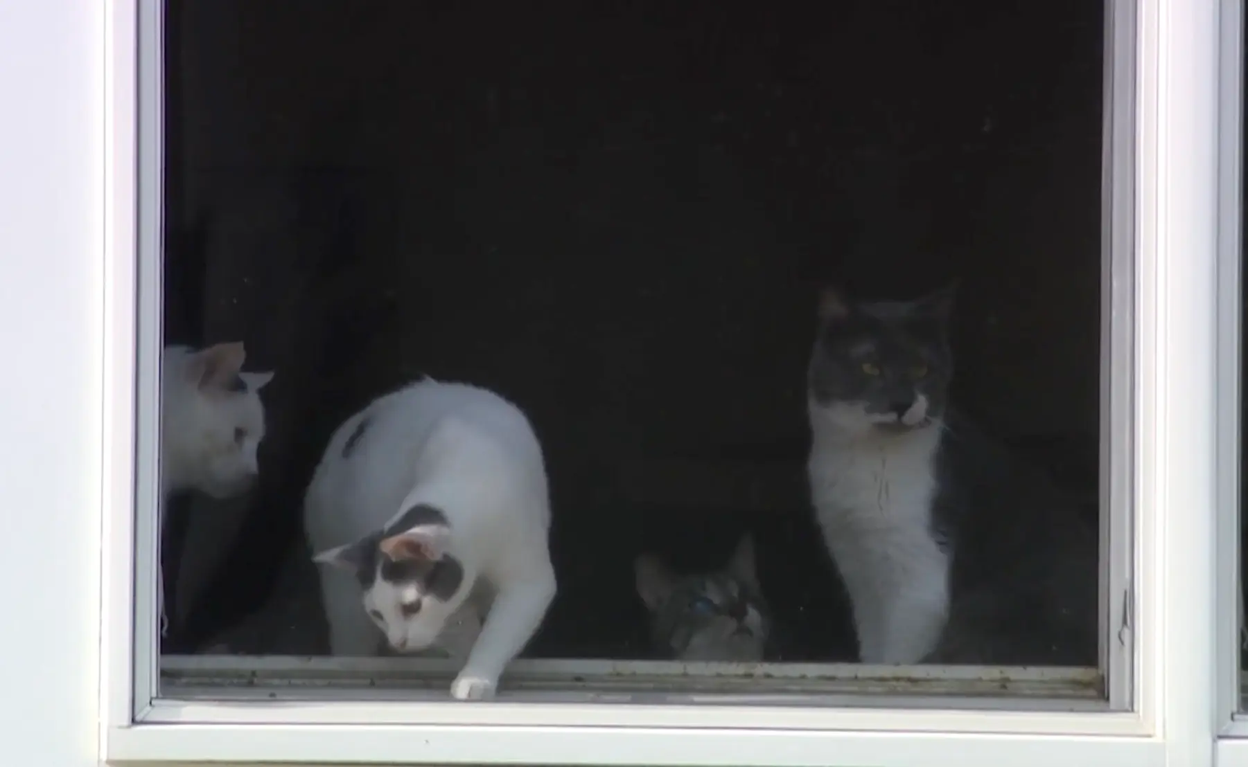 Nearly 100 felines, both dead and alive, were found at the Long Island property (News12)