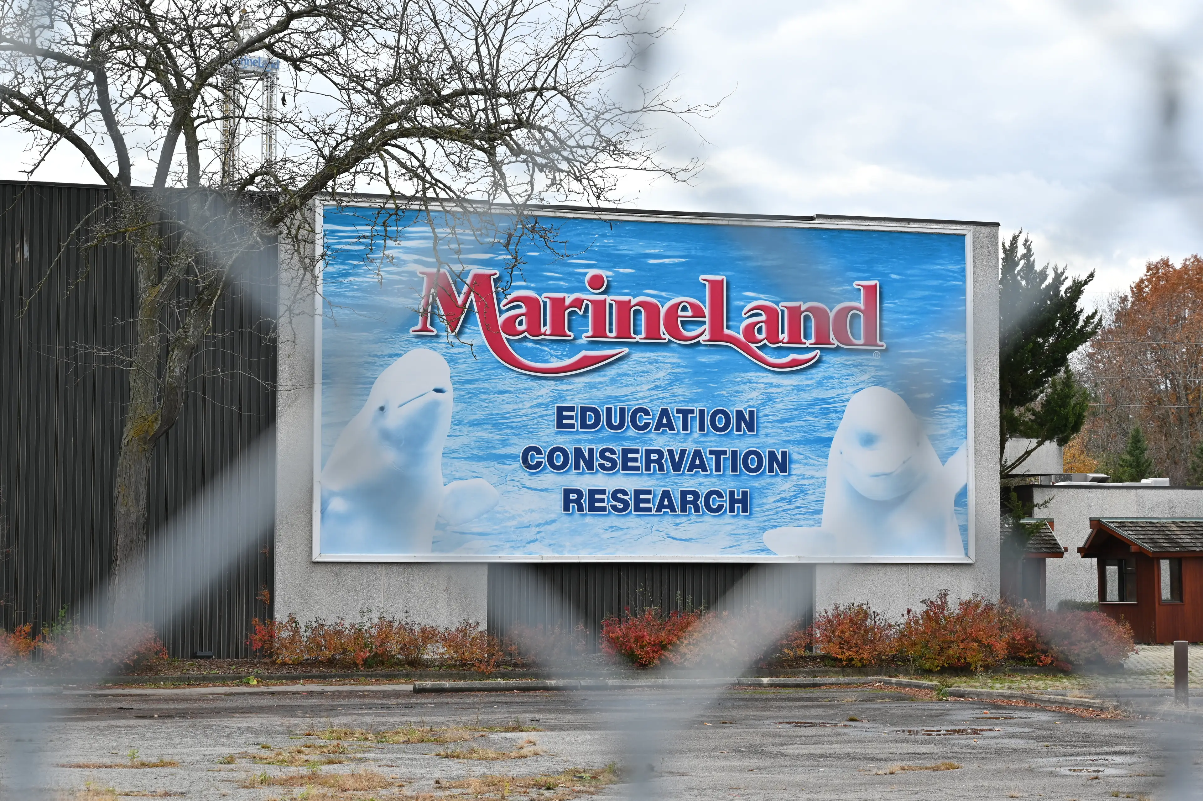 The whales were rescued from Marineland (Daphné LEMELIN / AFP via Getty Images)