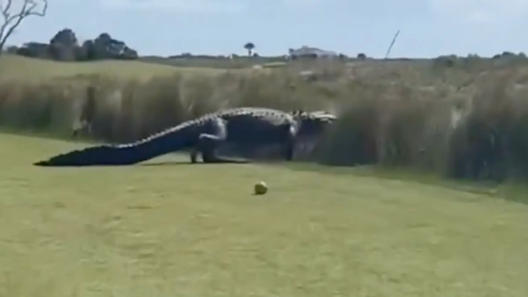 People left stunned after footage shows shocking moment ‘dinosaur’ alligator stroll across golf course