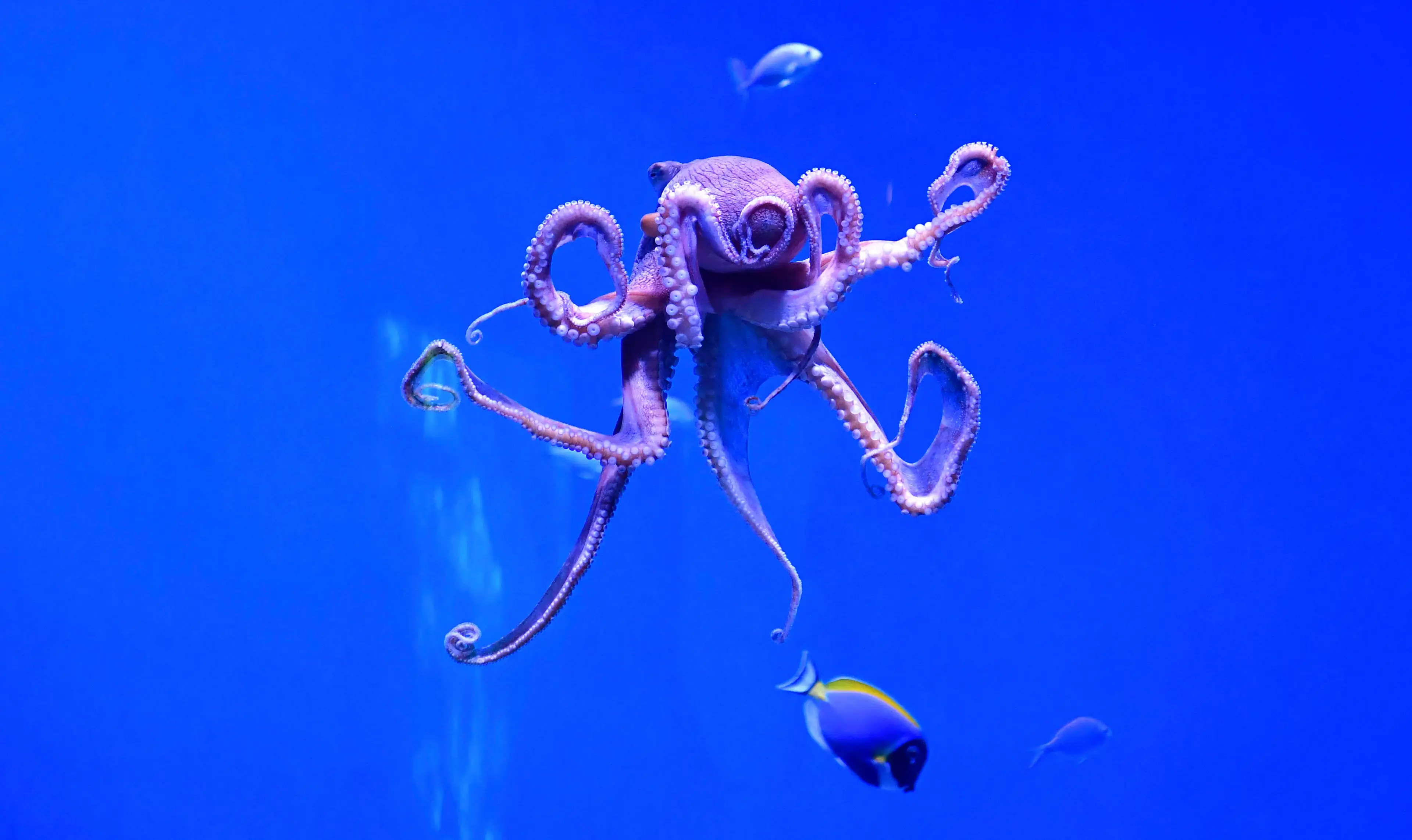 I mean, octopus are a bit weird aren't they? (FREDERIC J. BROWN/AFP via Getty Images)