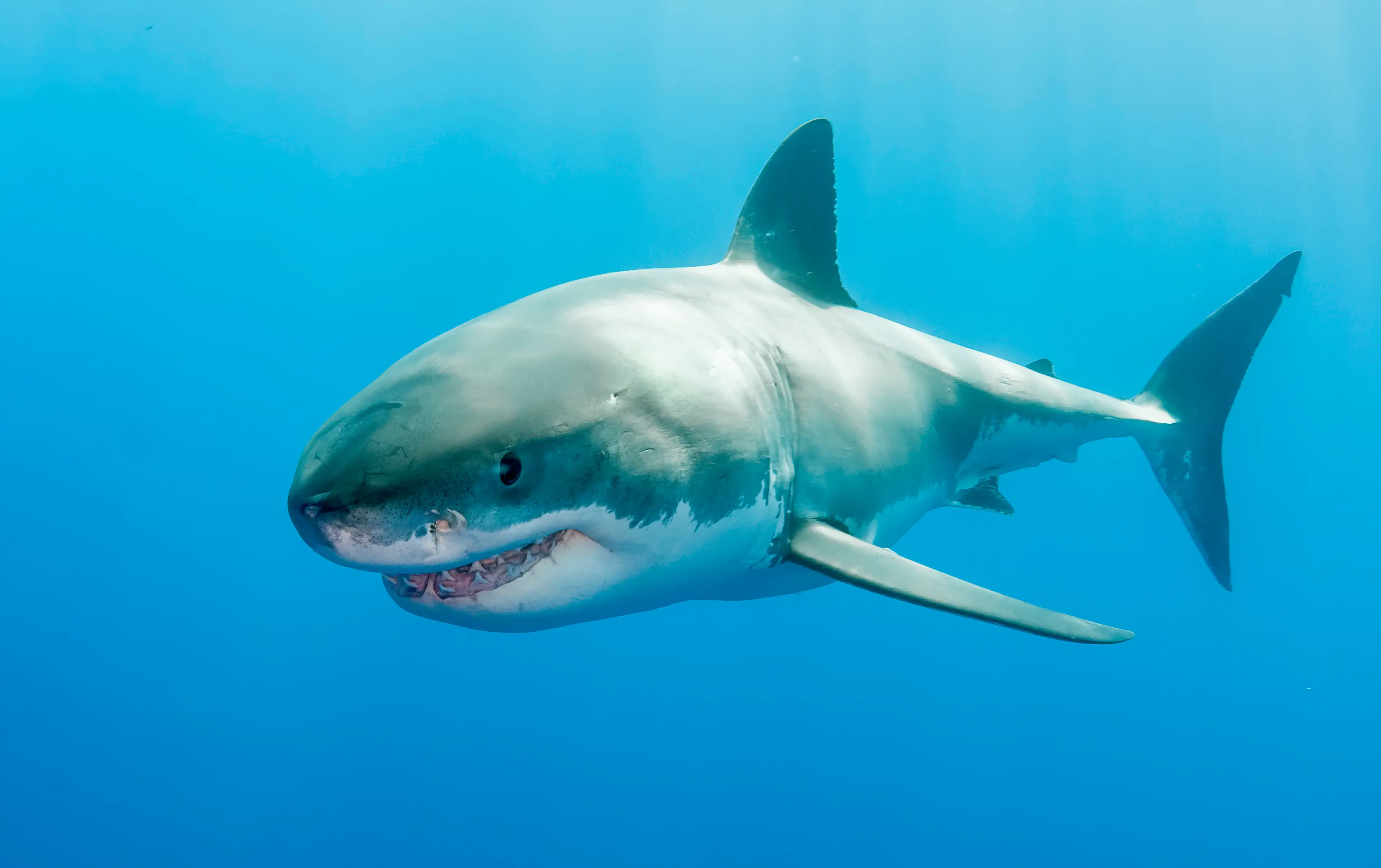 The sharks don't cope well in captivity (Getty Stock)