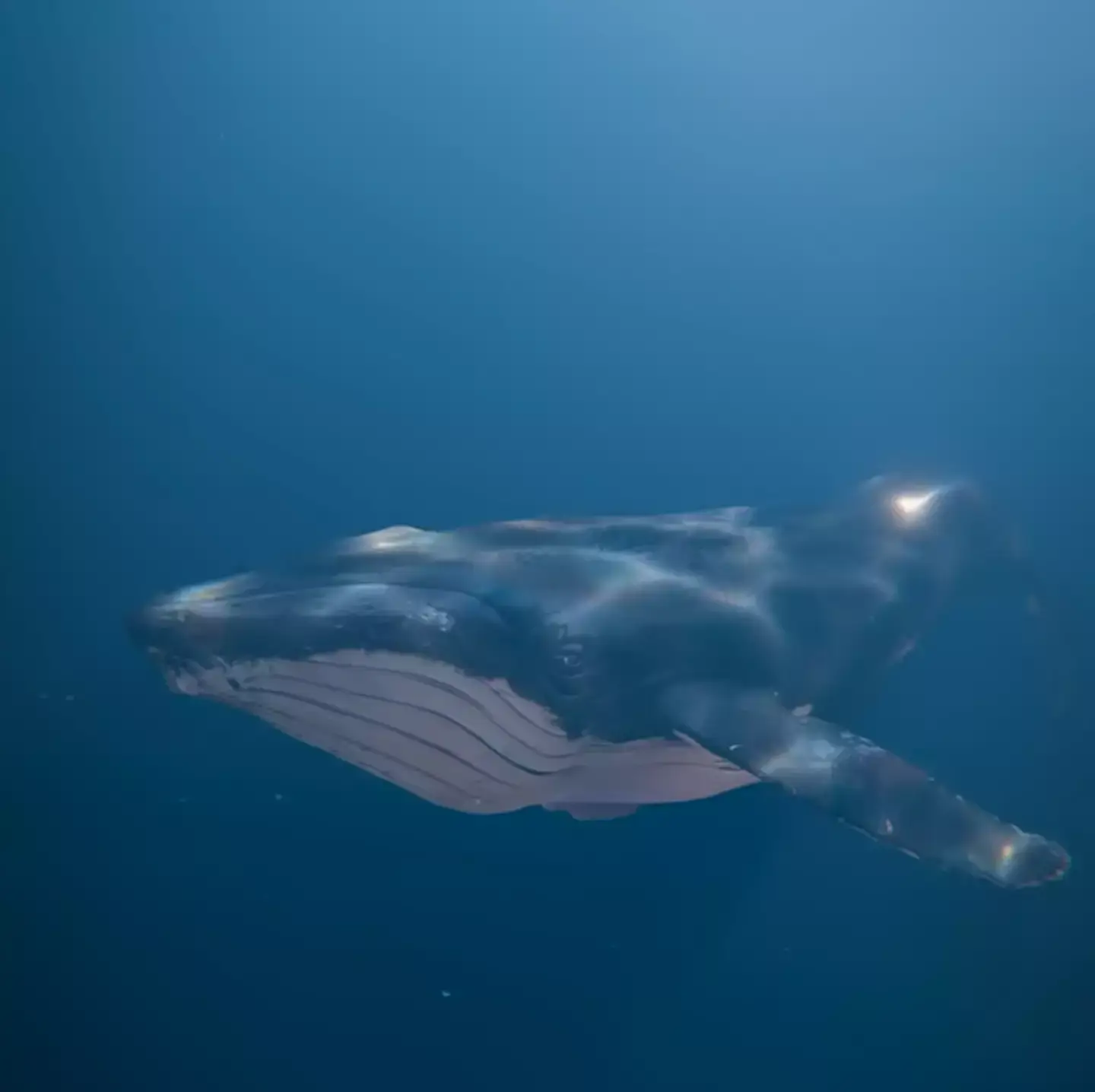 Packard said he could feel the muscles in the whale's mouth moving (YouTube/Zack D. Films)