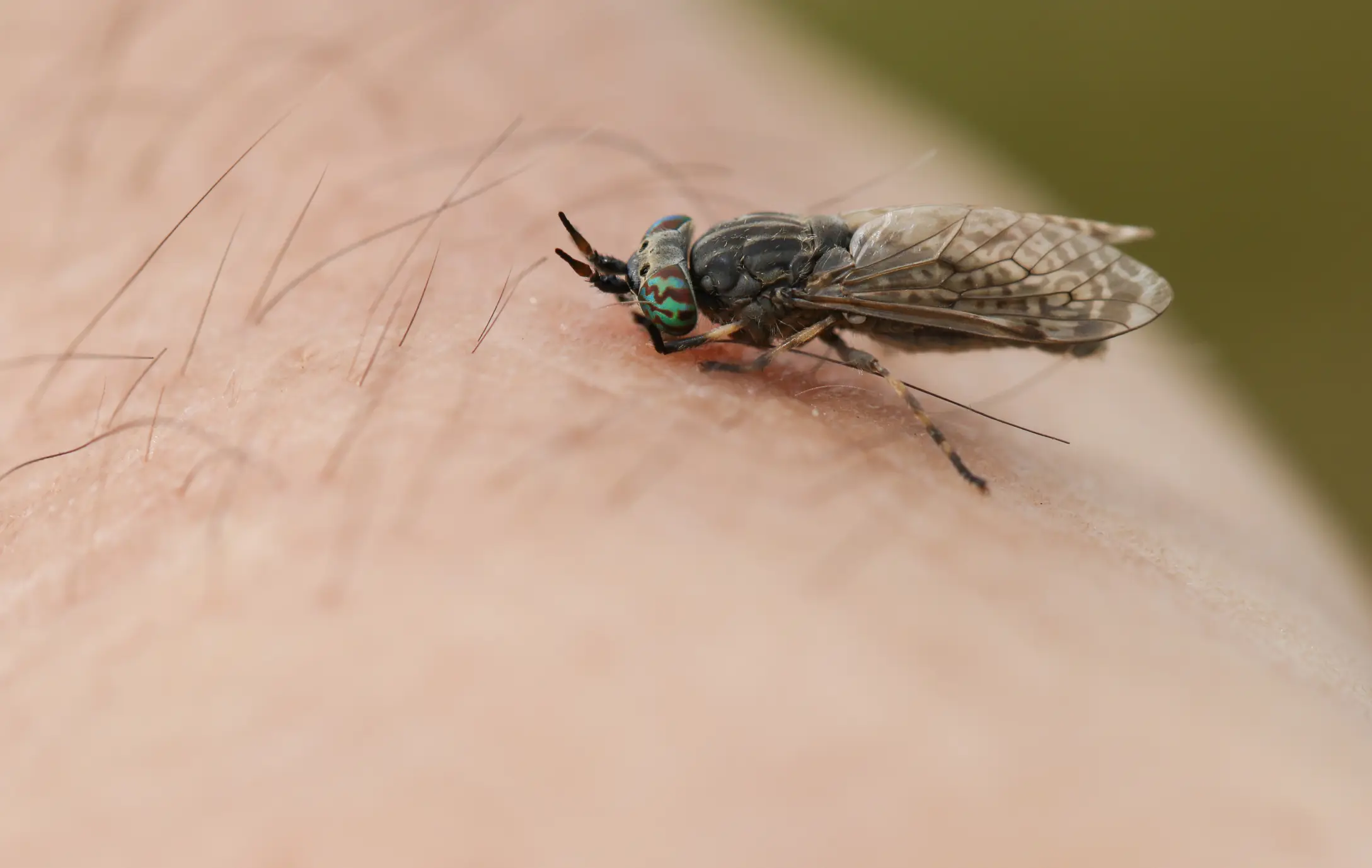 Horseflies are common in the UK during warmer months (Getty Stock Images)