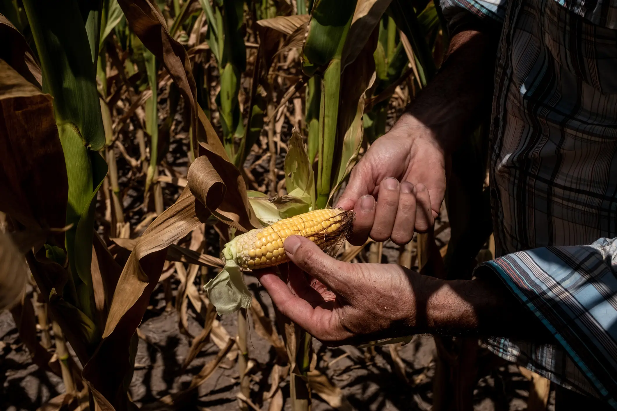 Changes in global weather can wreak havoc on crop harvests, driving up prices (Getty Stock Images)