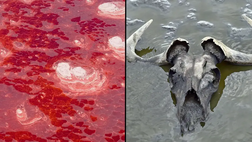 Stephan Schramm / Alamy Stock Photo / Andrey Deryabin / Sergey Uryadnikov / Alamy Stock Photo