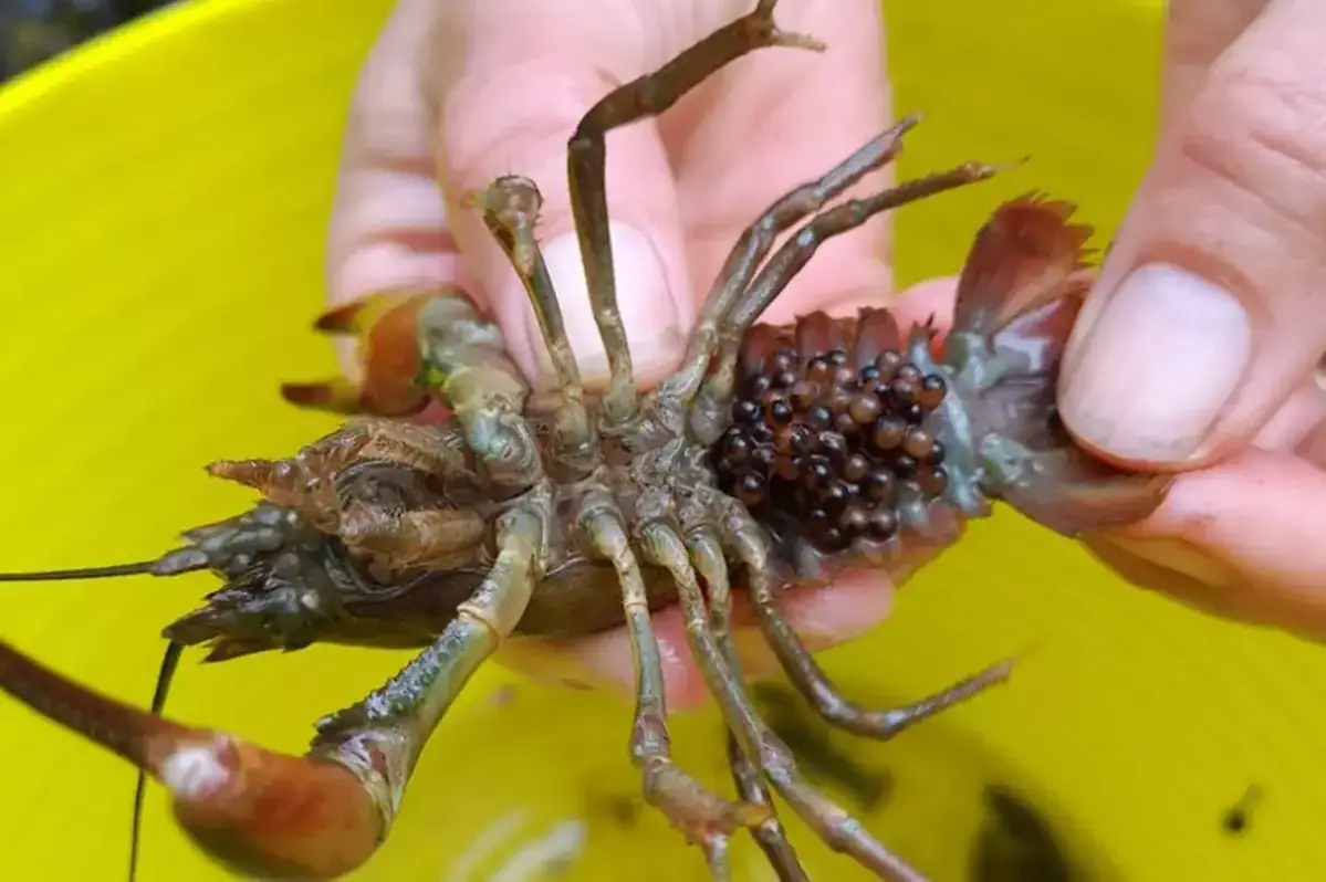 You're allowed to kill these if you see them (NWWT)