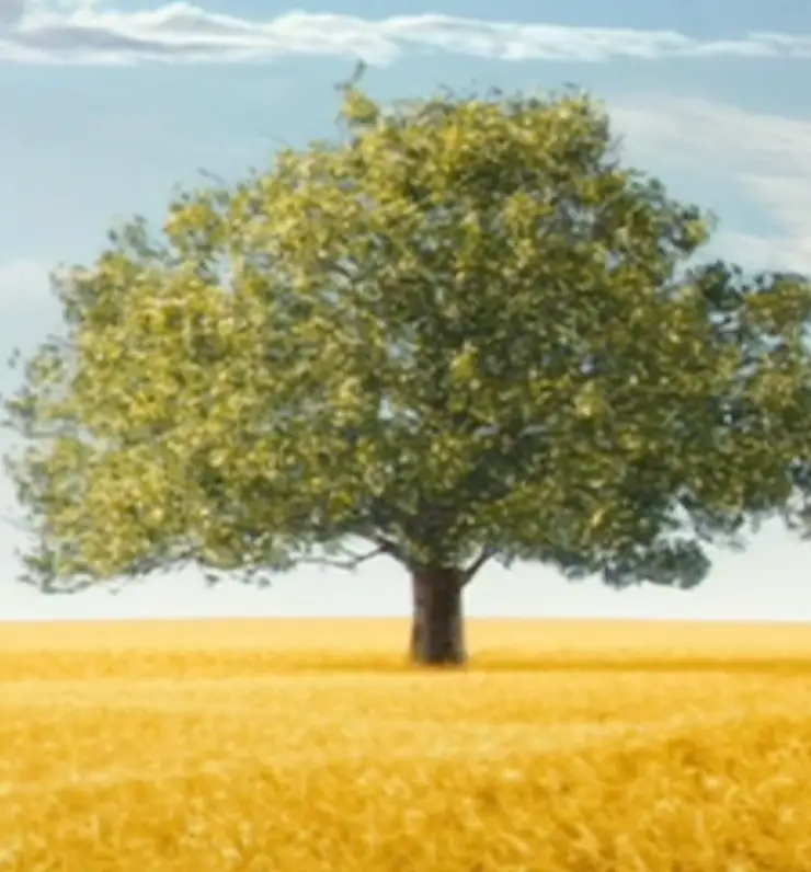 Some commenters compared the description of the field to this image.