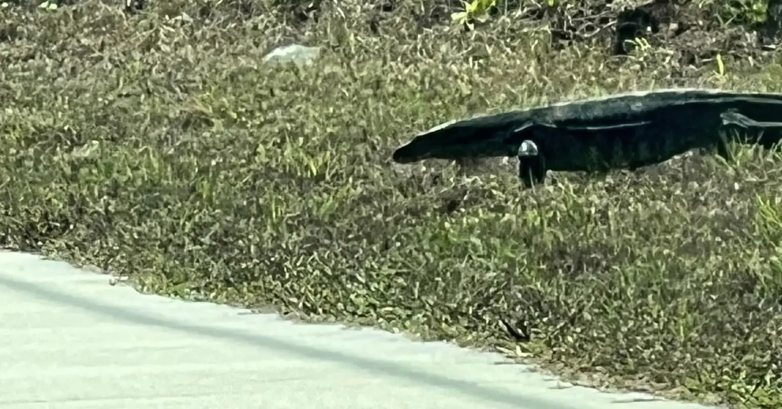 They decided not to take their chances by getting close to it. (Facebook / Renee Aland)