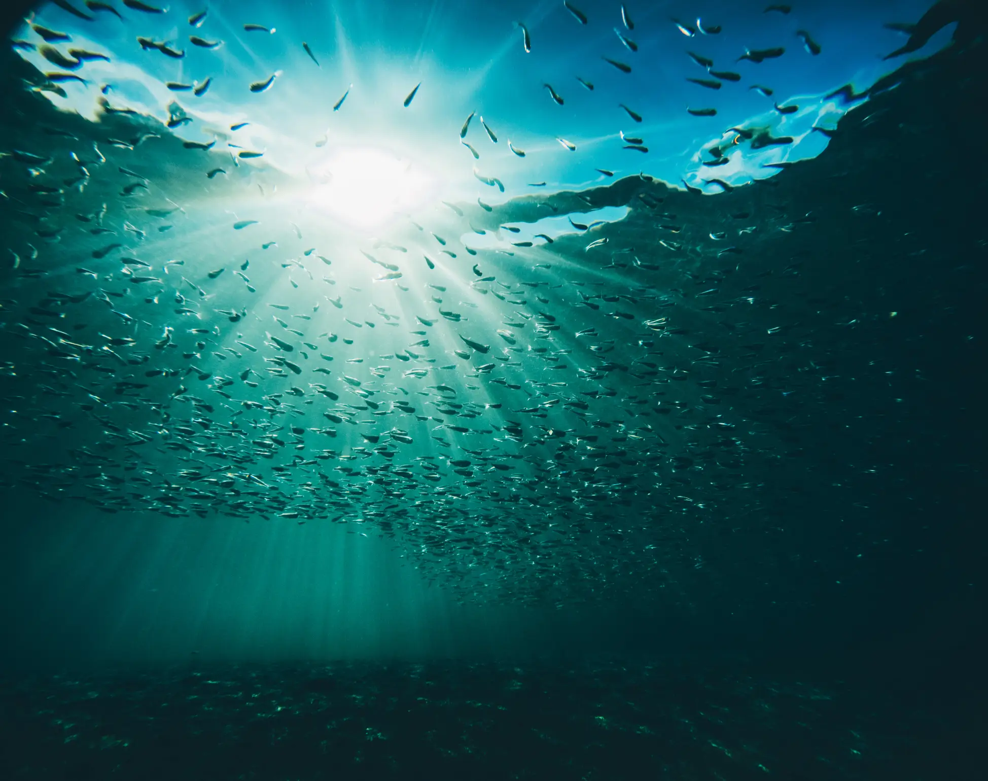 There's so much life in the ocean and even to this very day, discoveries are being made (Getty Stock Image)