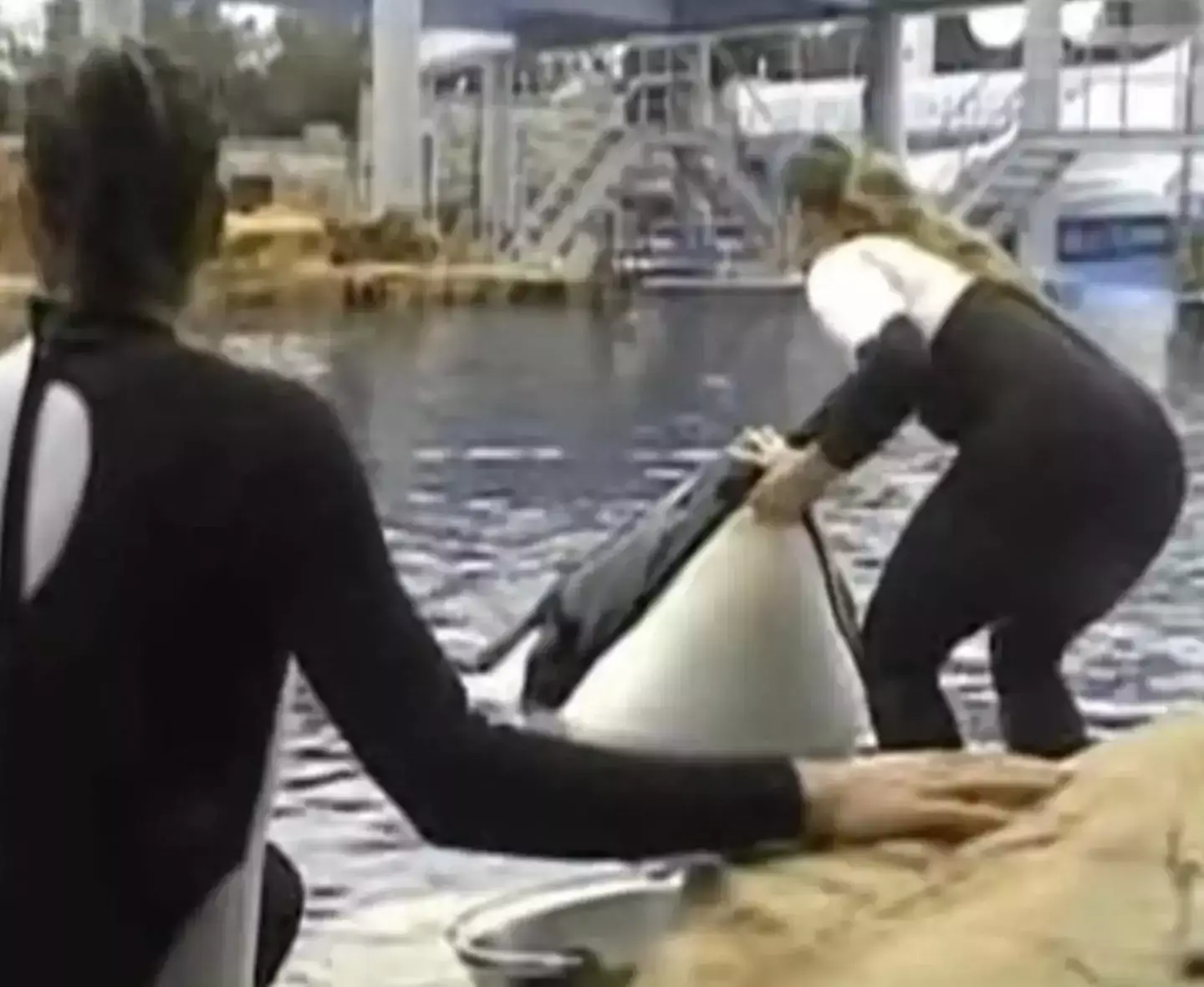 Dawn and Tilikum, moments before the orca dragged her into the water and killed her. (X/@fasc1nate)