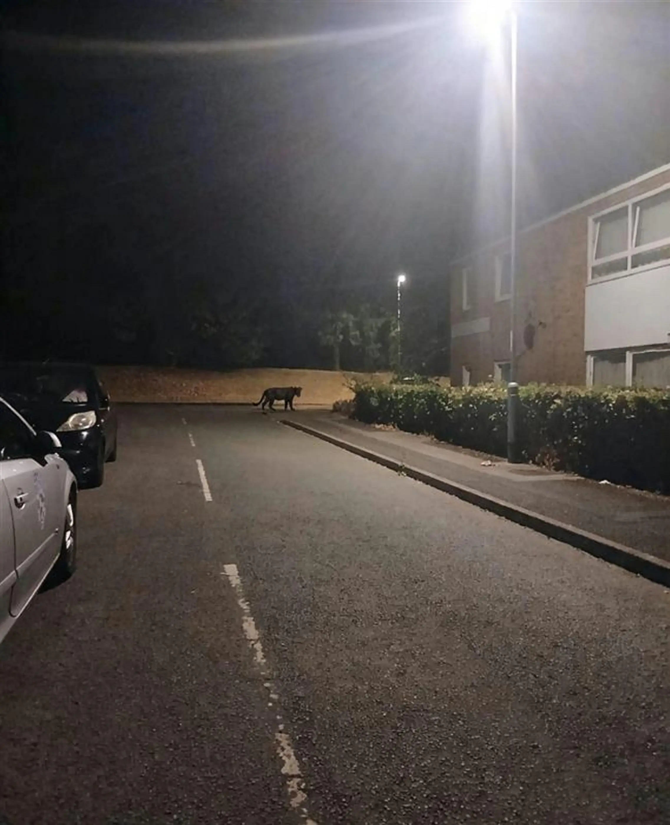 Clare believes the animal was attracted by meat left out for a fox which regularly visits the estate (SWNS) 