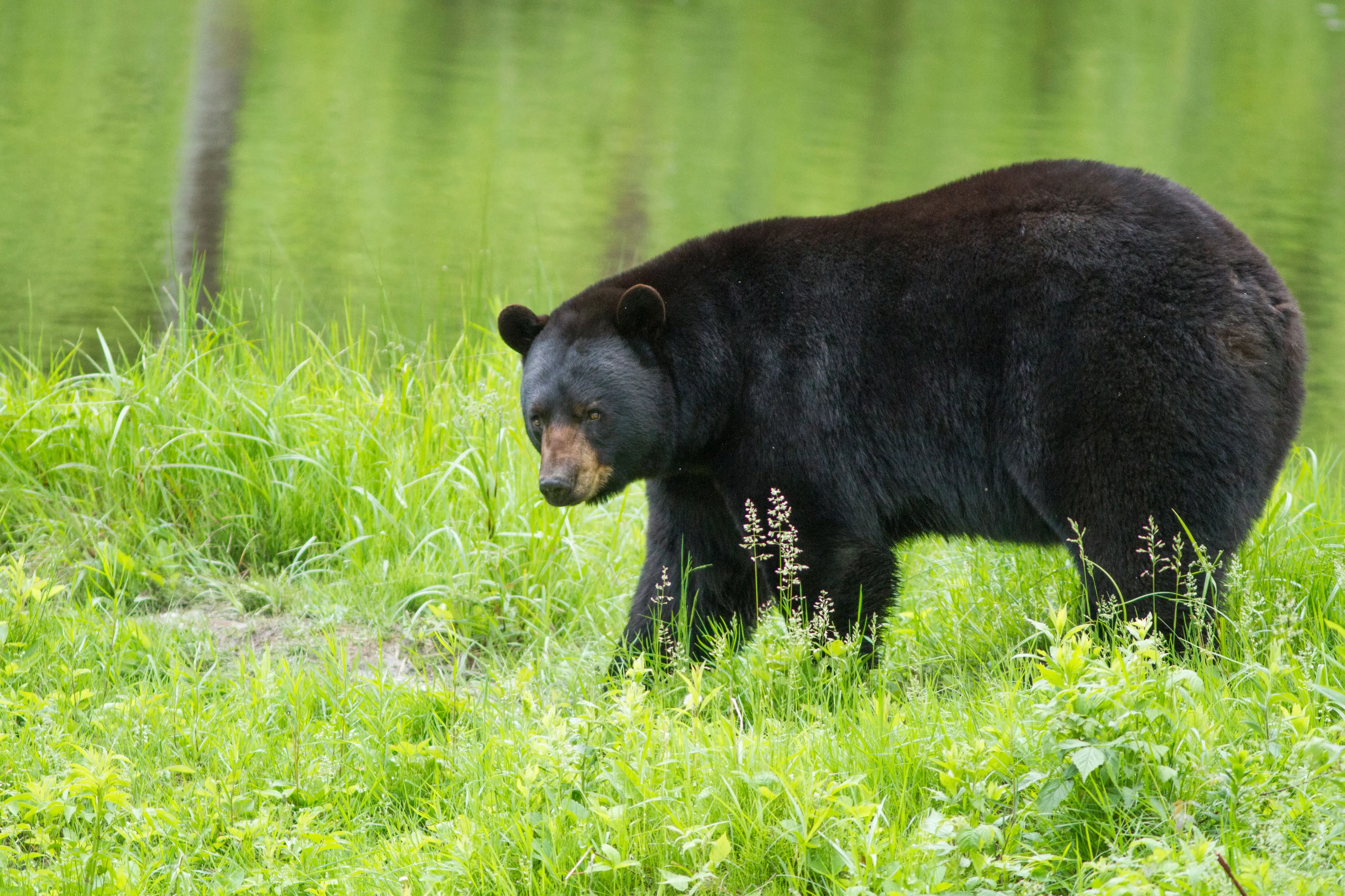 A black bear approached Altha in her garden.