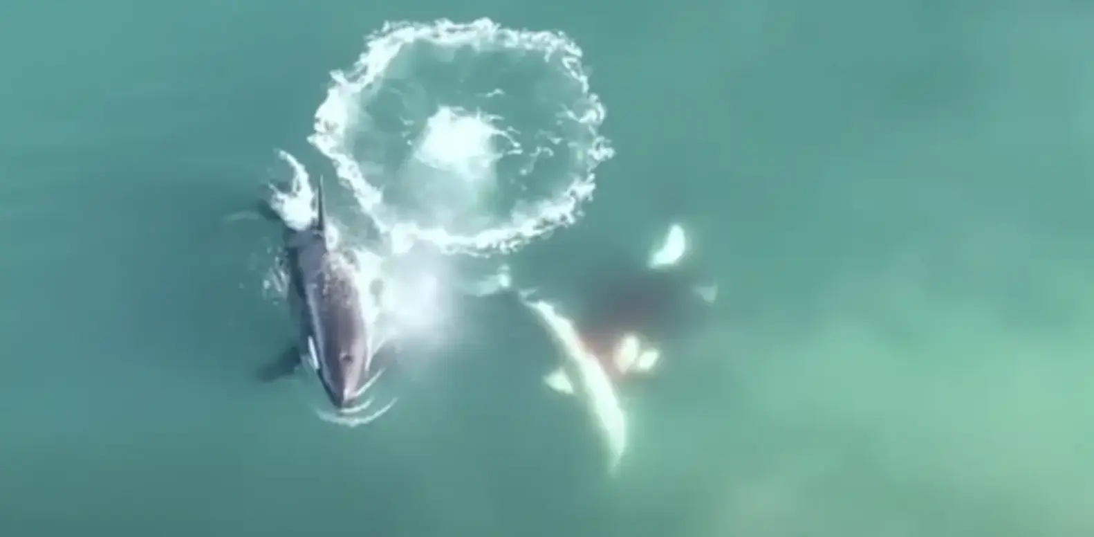 As if great whites weren't scary enough, imagine crossing paths with a pod of orcas.