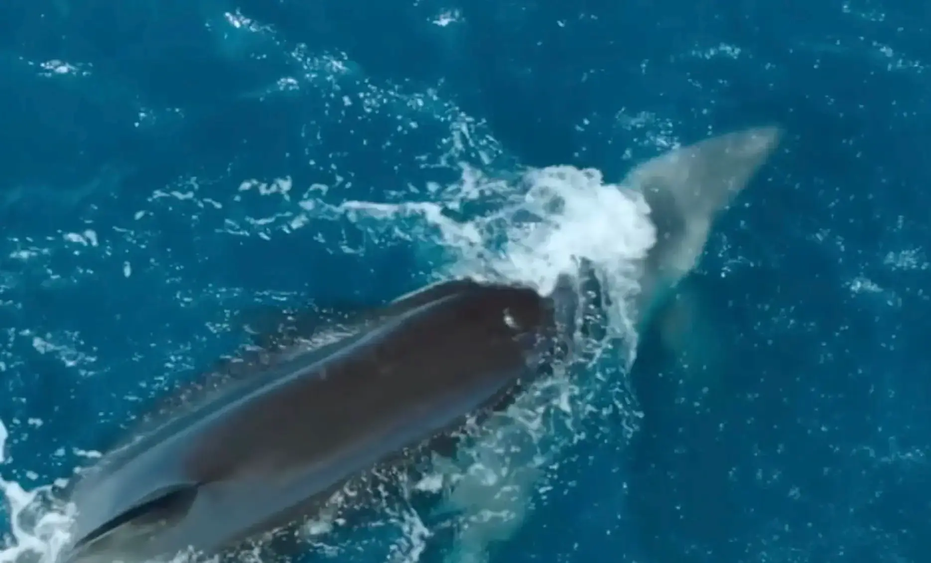 According to professor Chris Lowe, the shark wouldn't have had time to realise what had hit it.