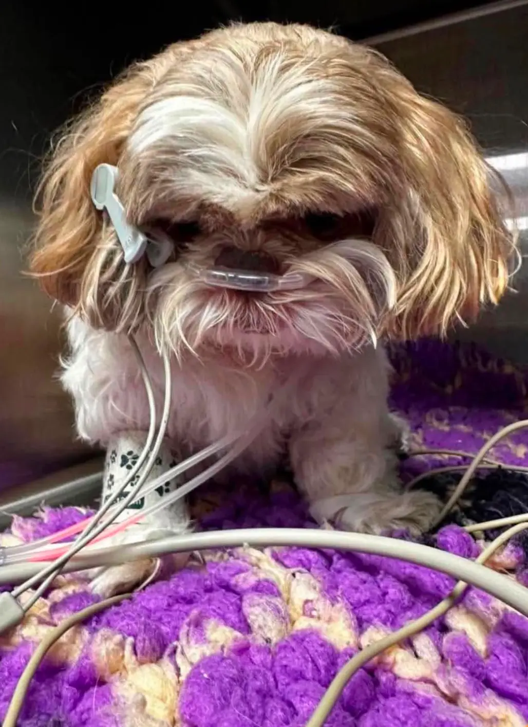 Ethel was a blind Shih Tzu that had to be put down after being kicked (Facebook) 