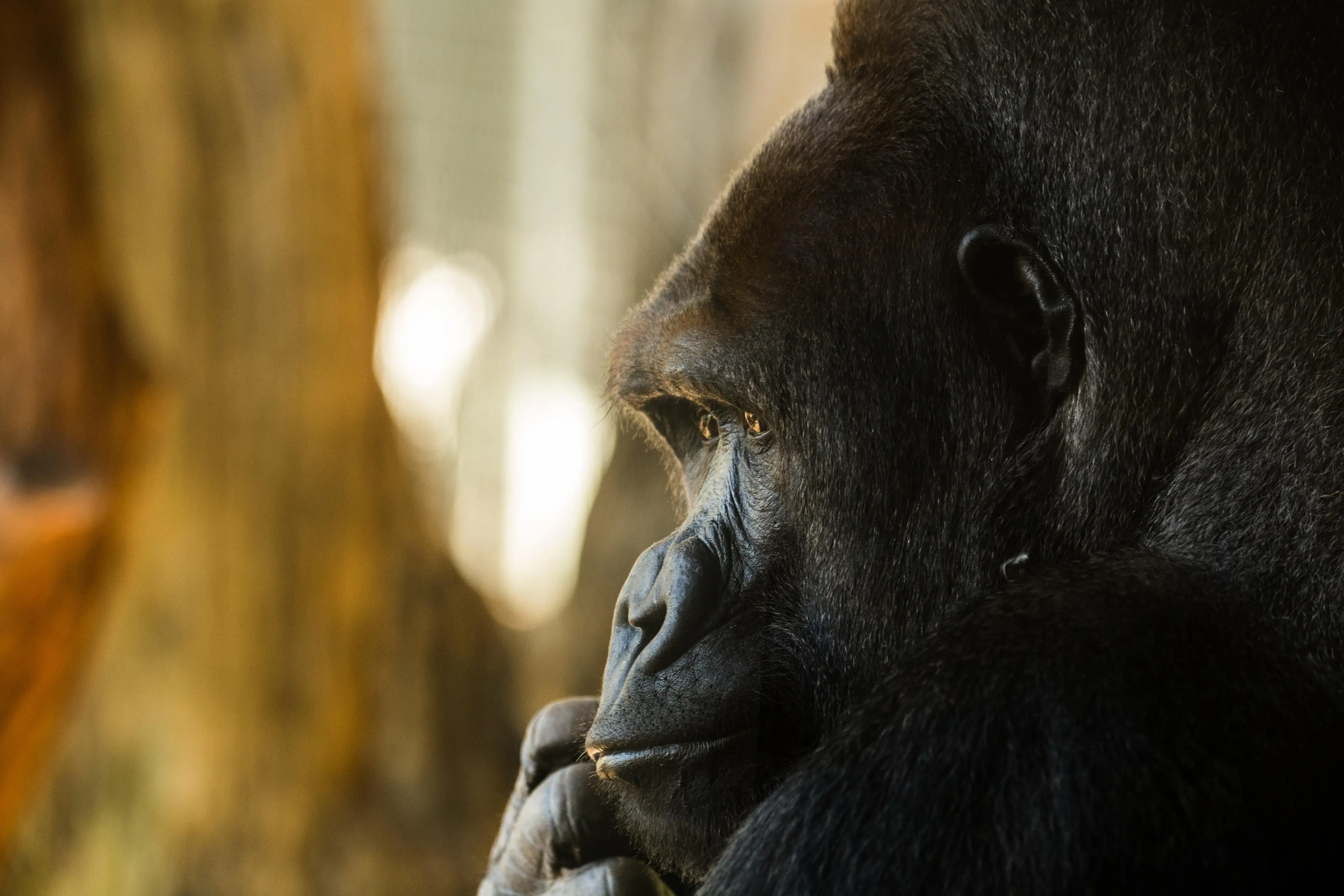 Harambe is also mourned by the gorilla community.