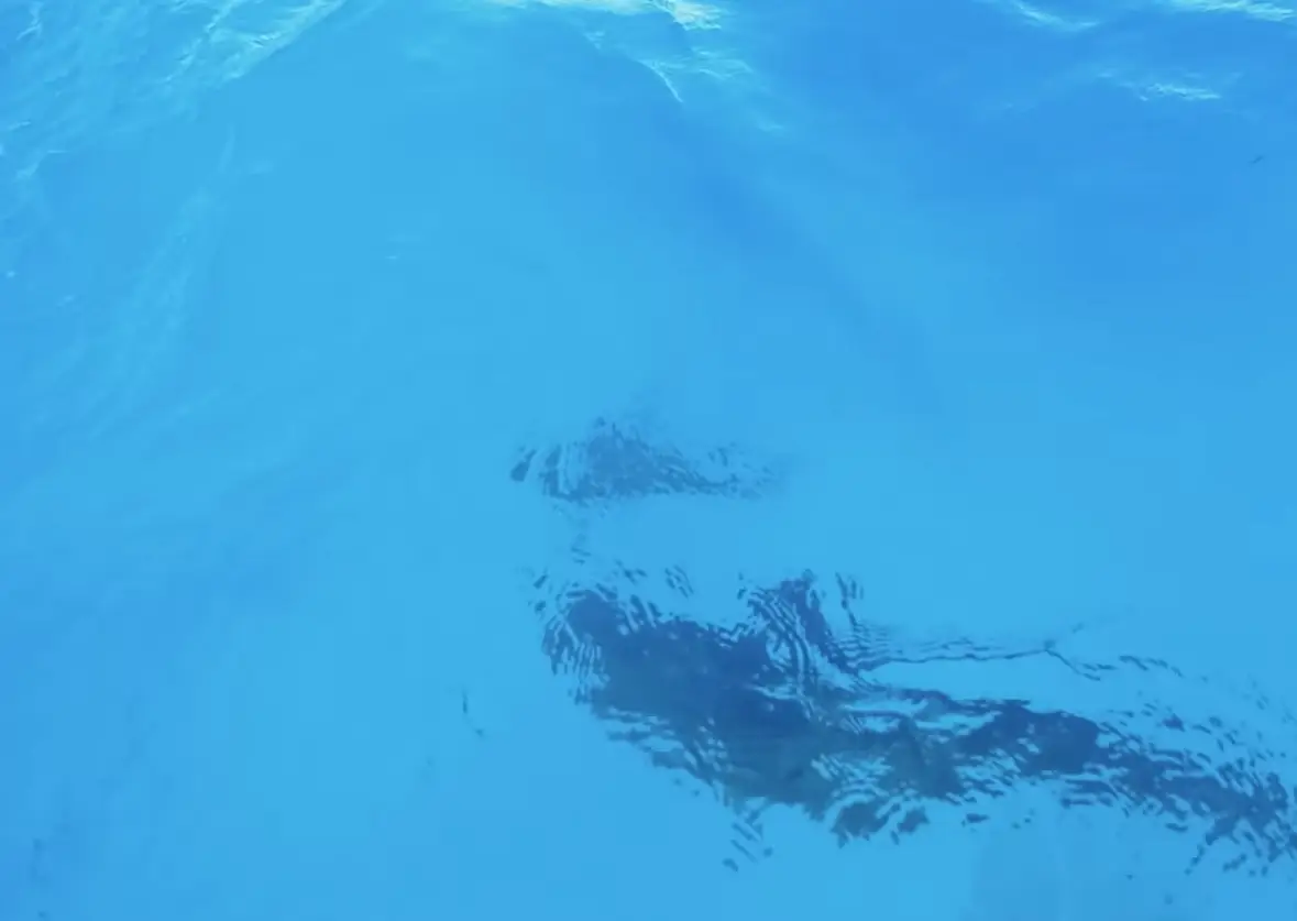 There's always a bigger fish. (YouTube/BlacktipH)